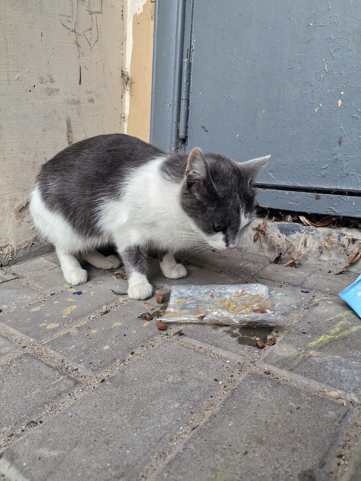 Found Cat in Reading, England — Cat found safe