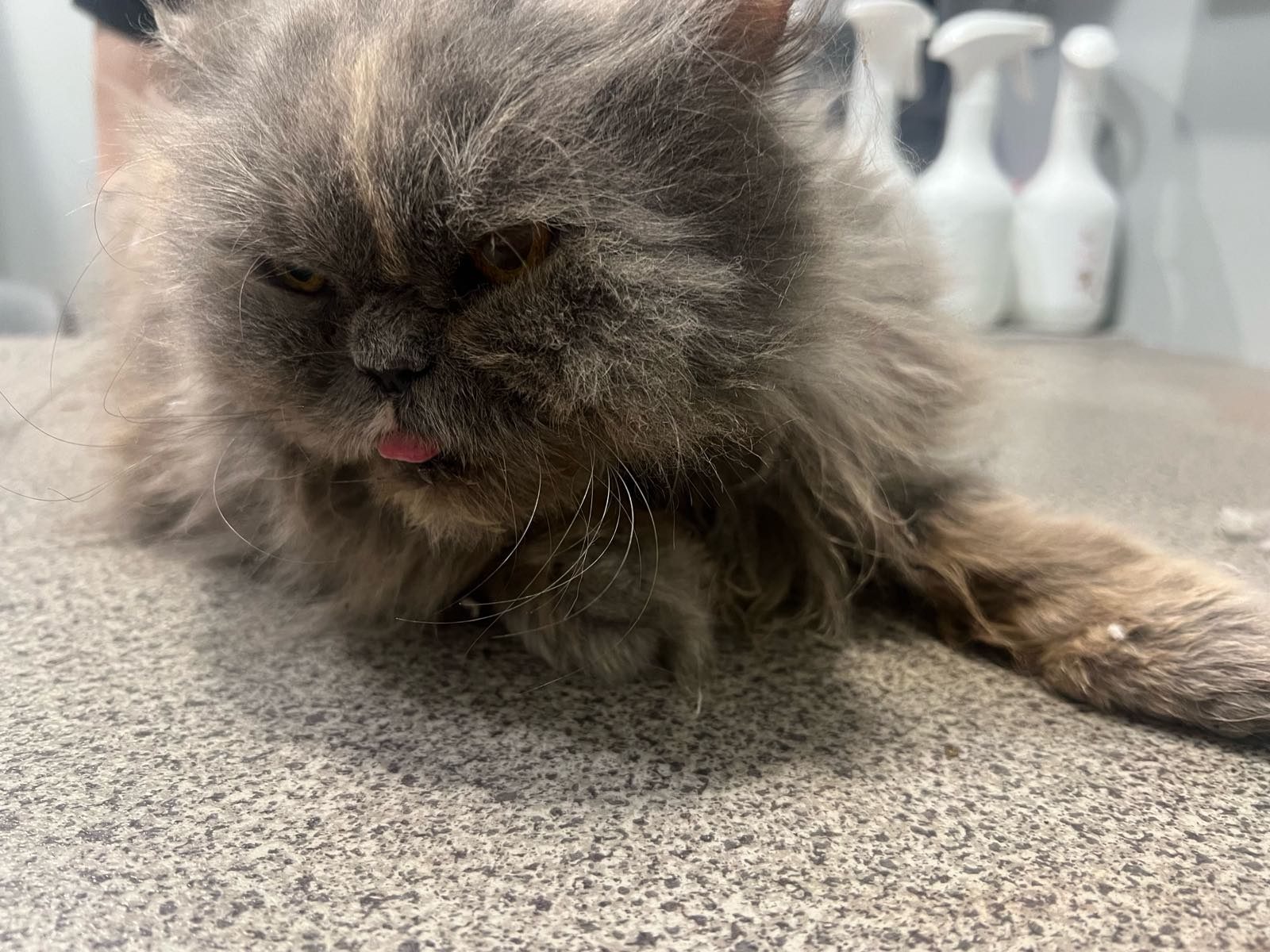Found Cat in Birmingham, England — listing photo