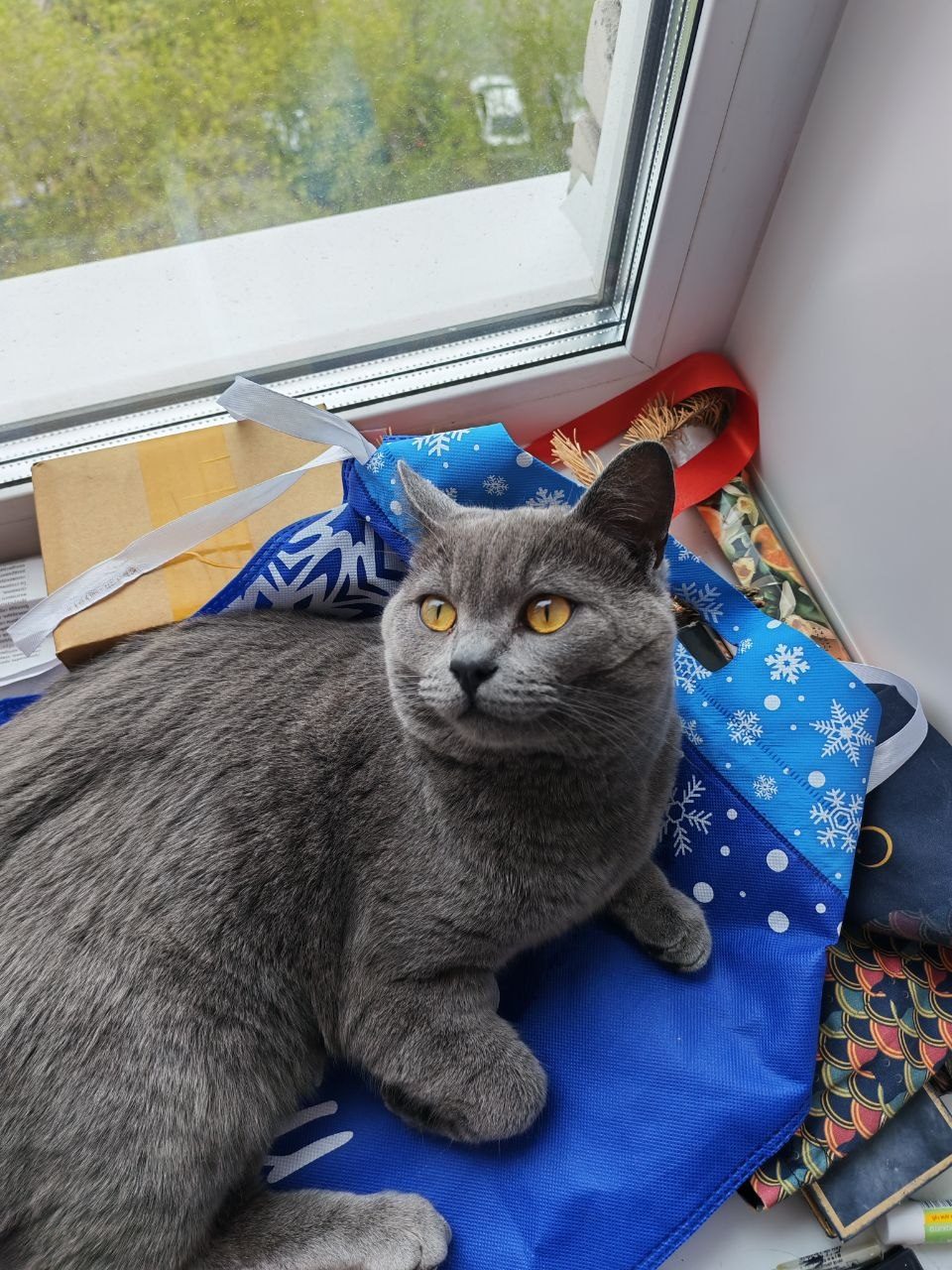 Found Cat in Southampton, England — listing photo
