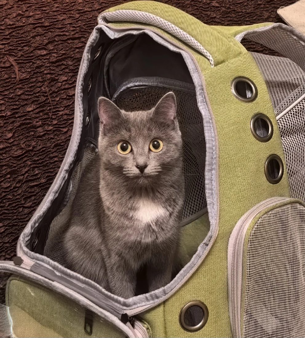 Lost Cat in Manchester, England — Have you seen this cat?