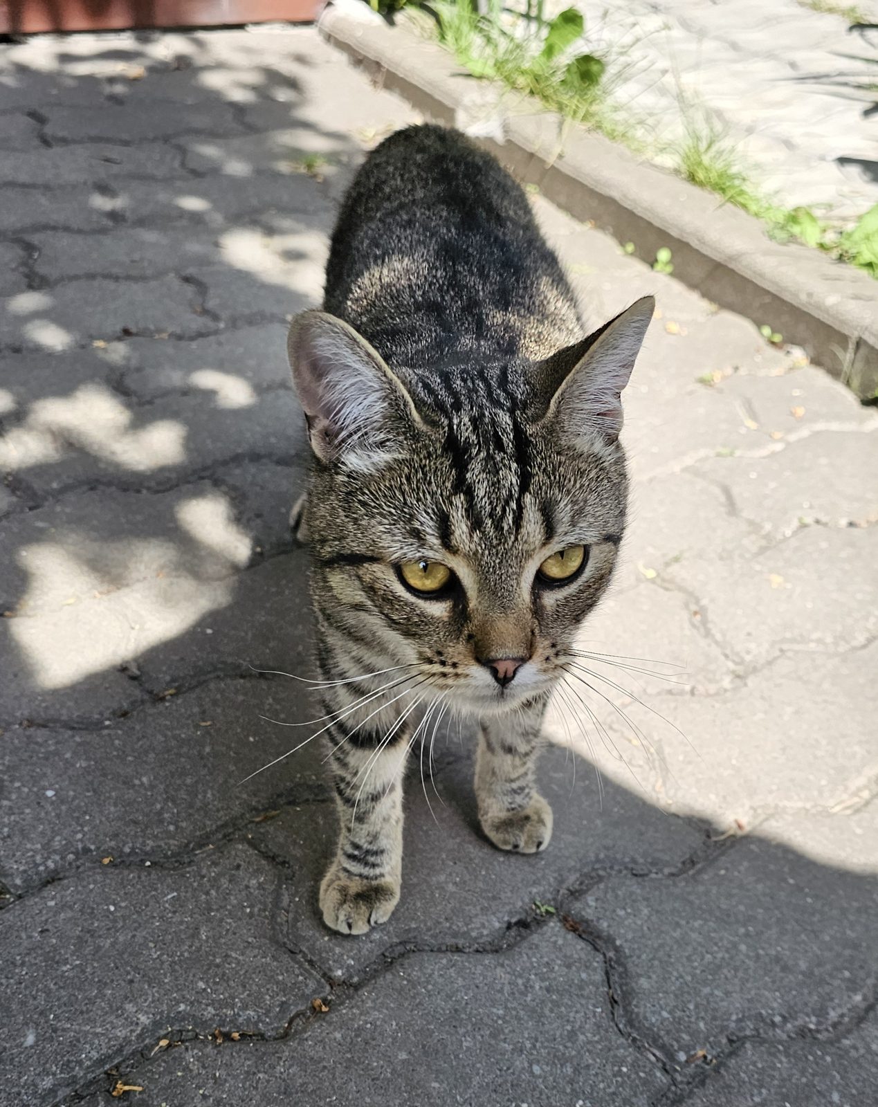 Found Cat in Bristol, England — Cat found safe