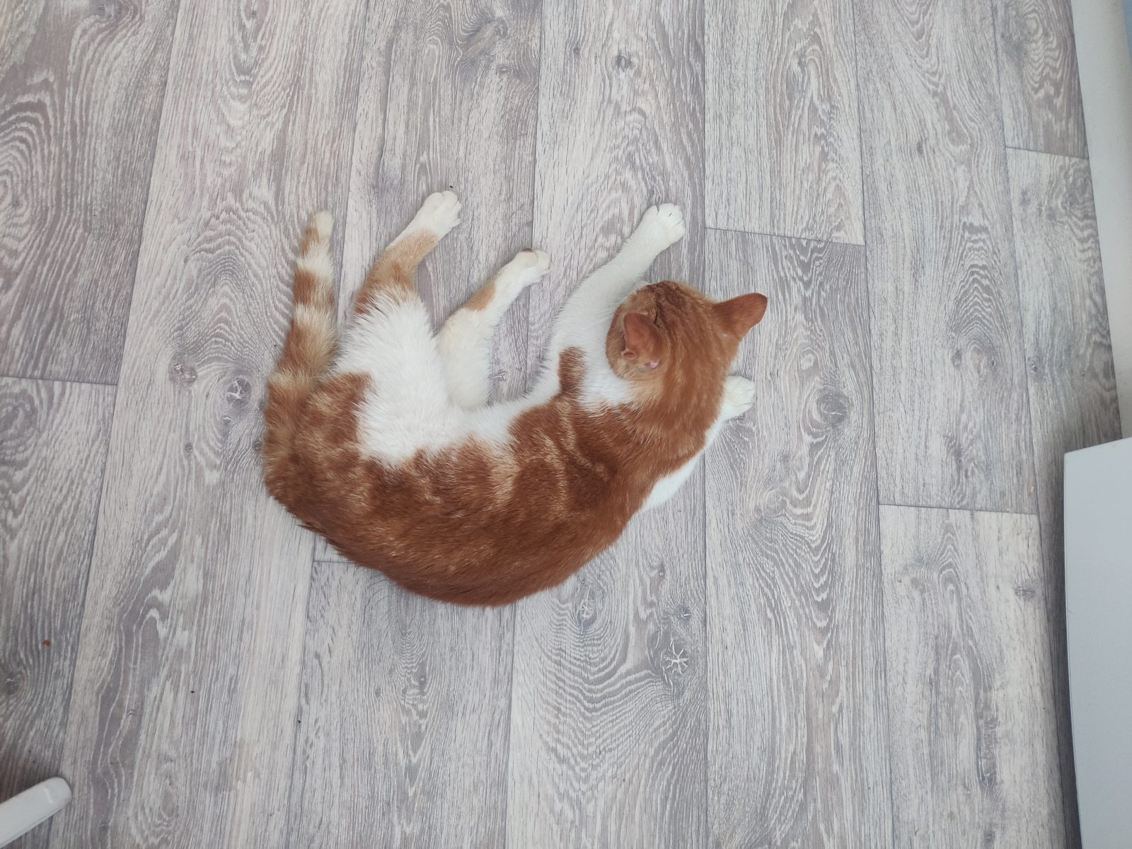 Found Cat in Nottingham, England — listing photo