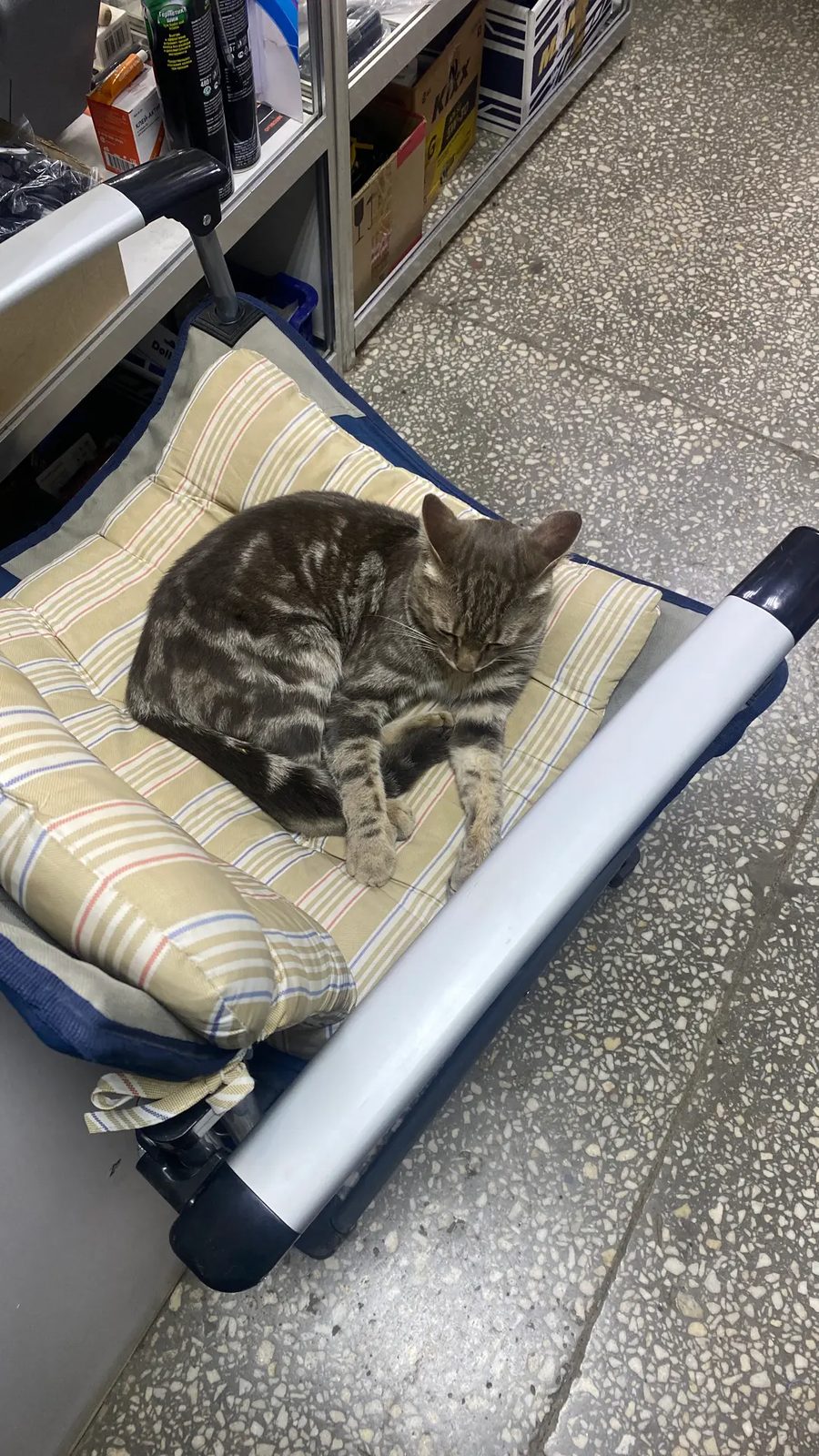 Found Cat in Glasgow, Scotland — listing photo