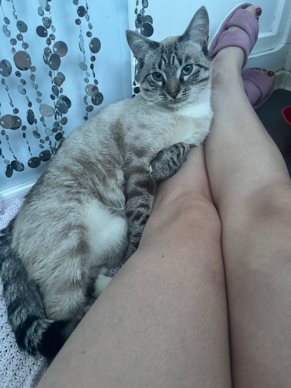 Found Cat in Wolverhampton, England — listing photo