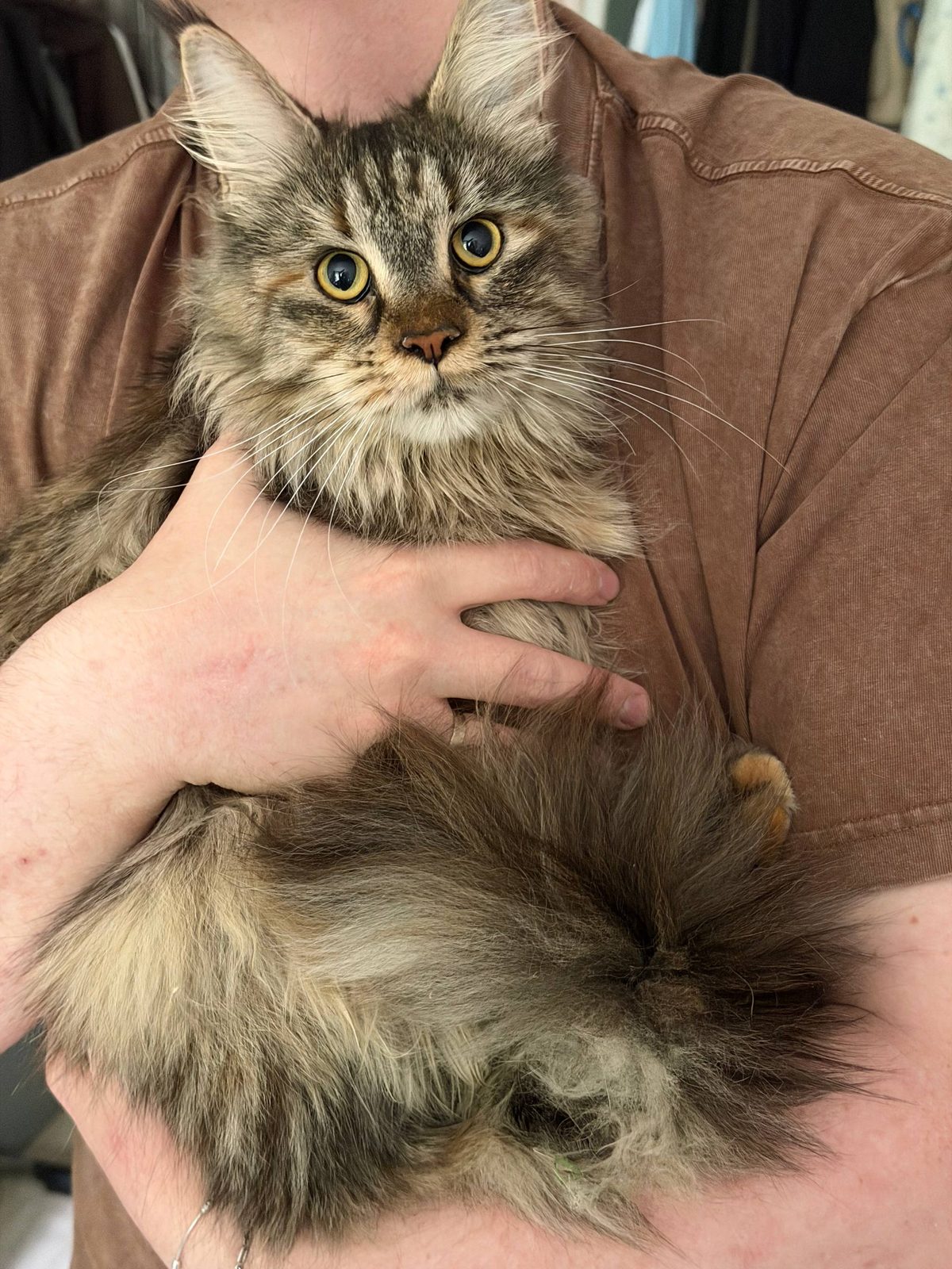 Found Cat in Birmingham, England — Cat found safe