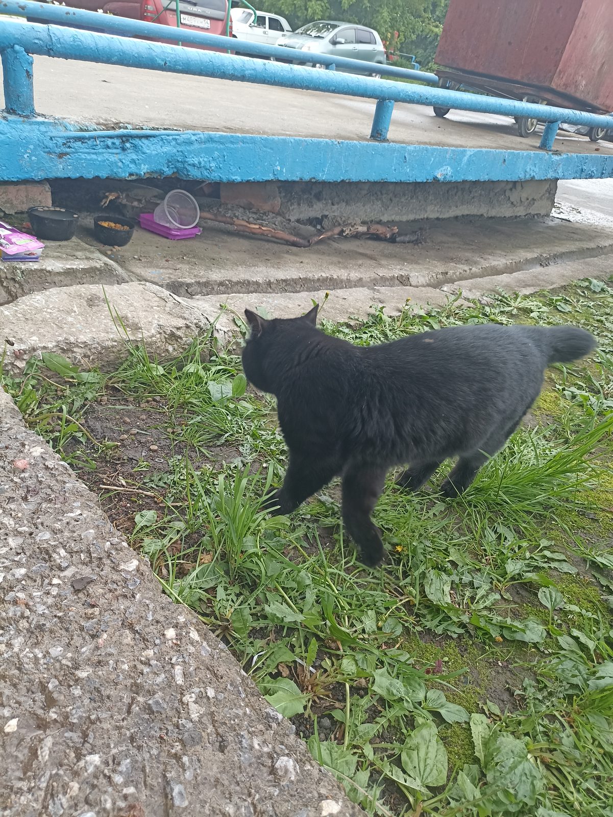 Found Cat in Aberdeen, Scotland — listing photo