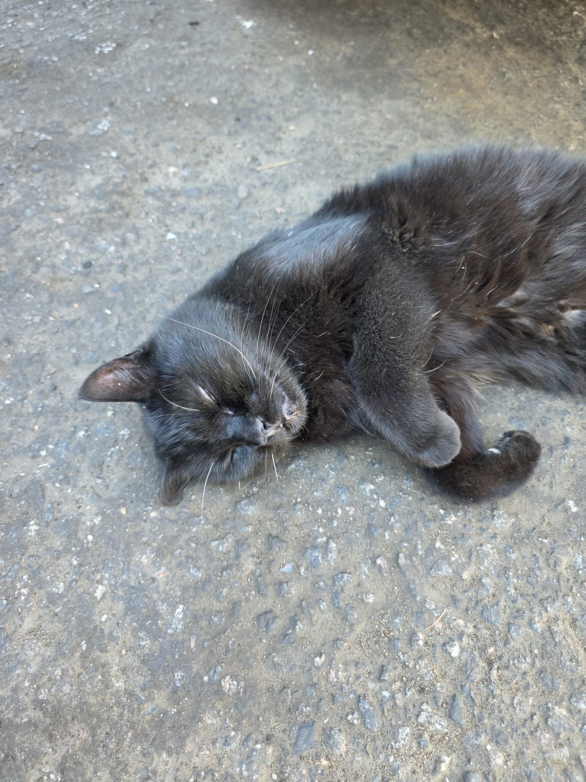 Found Cat in London, England — listing photo