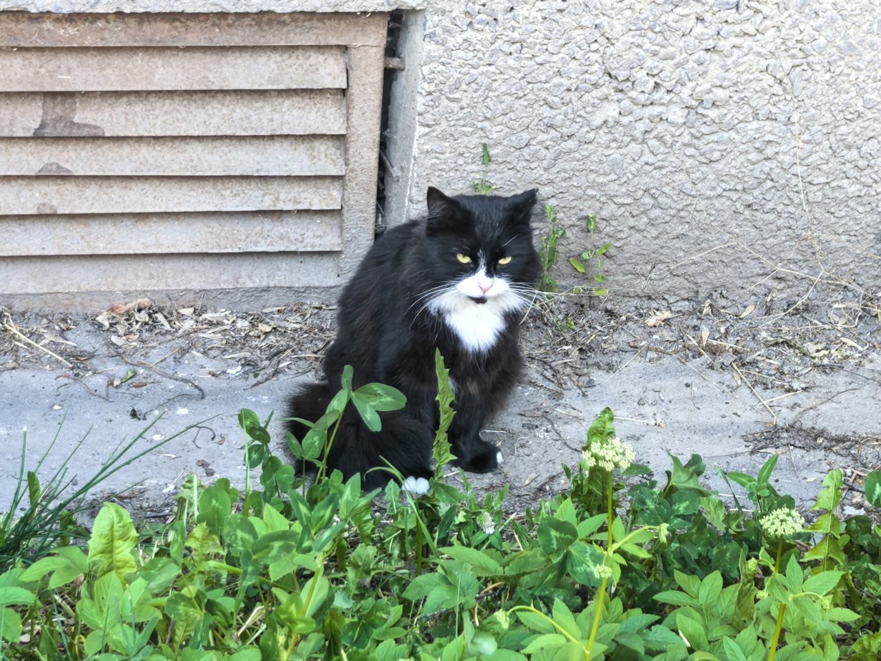 Found Cat in Sheffield, England — listing photo