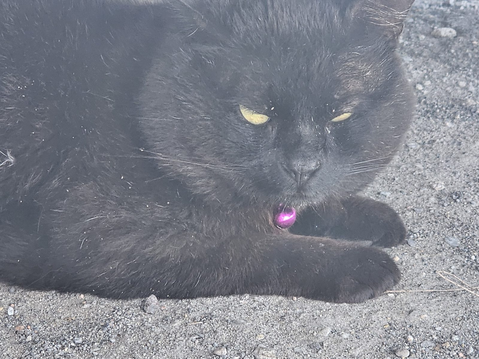 Found Cat in Brighton, England — listing photo