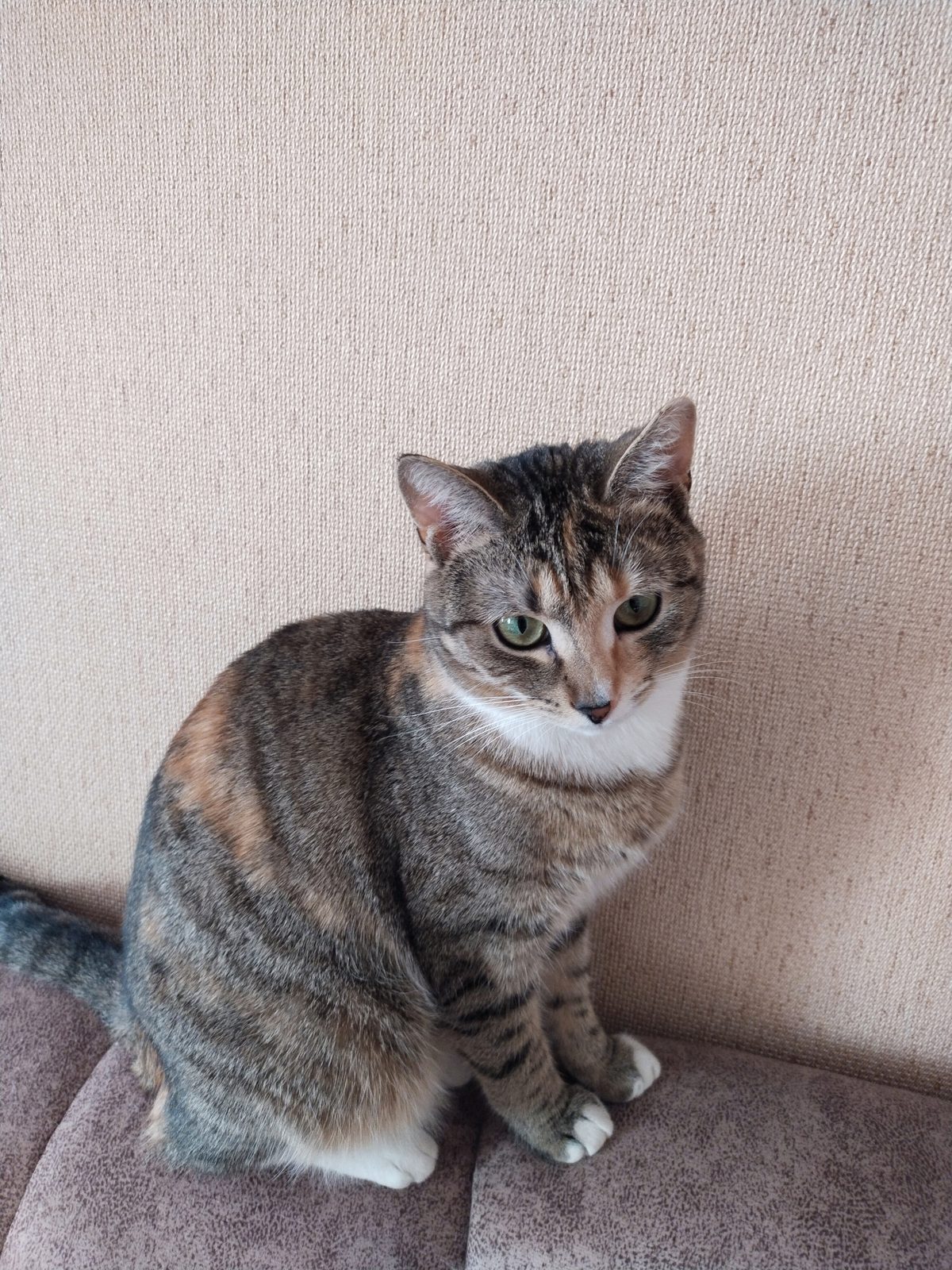 Lost Cat in Portsmouth, England — listing photo