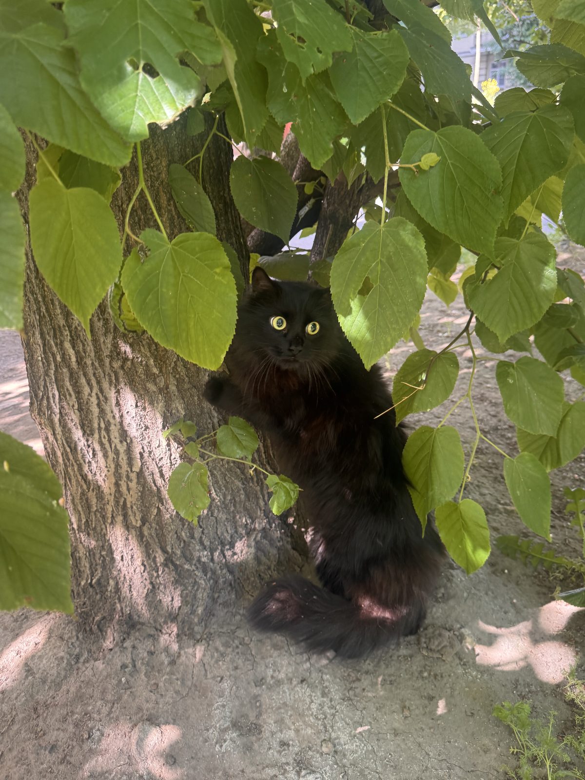 Lost Cat in Edinburgh, Scotland — listing photo
