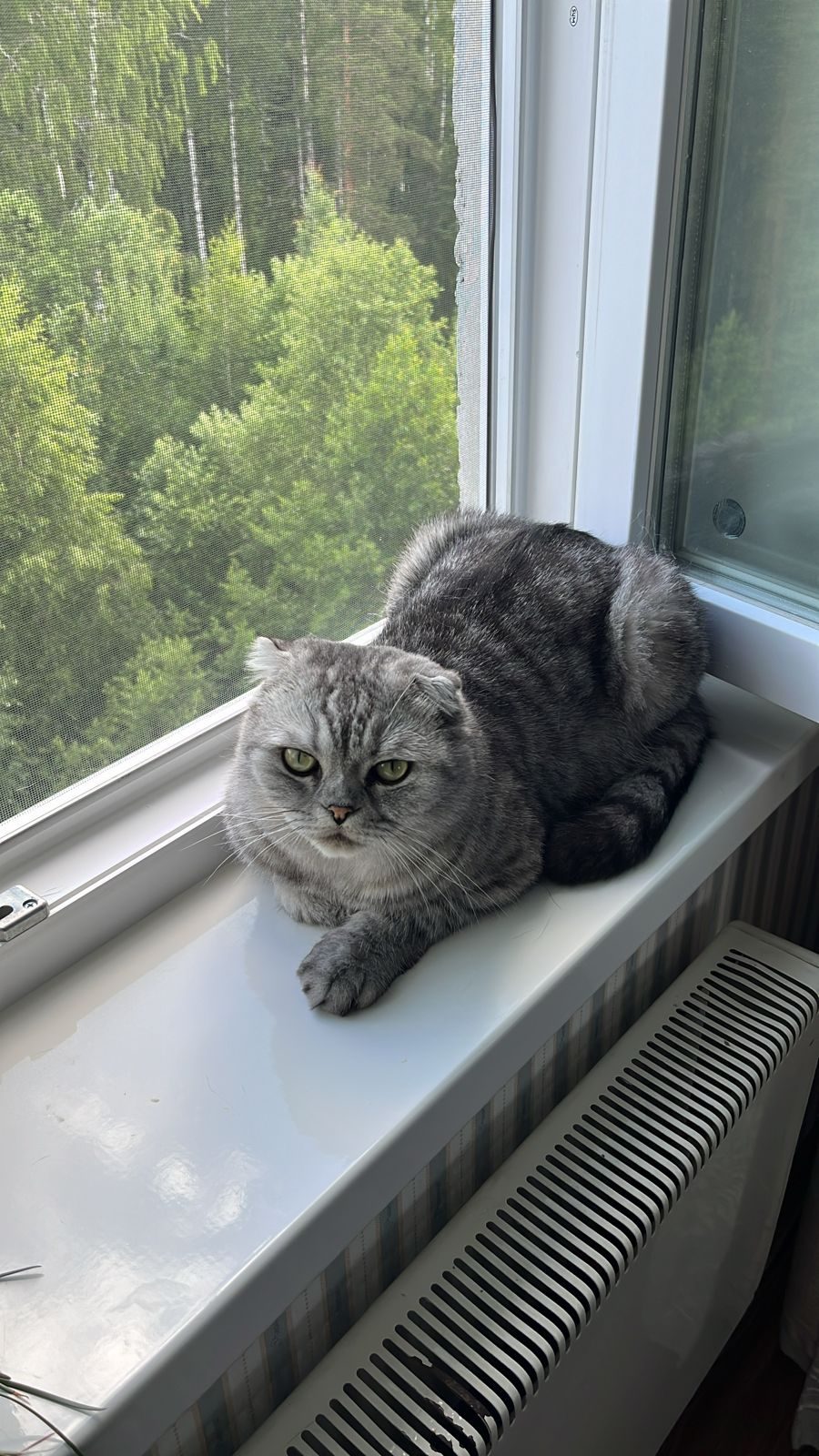 Lost Cat in Sheffield, England — listing photo