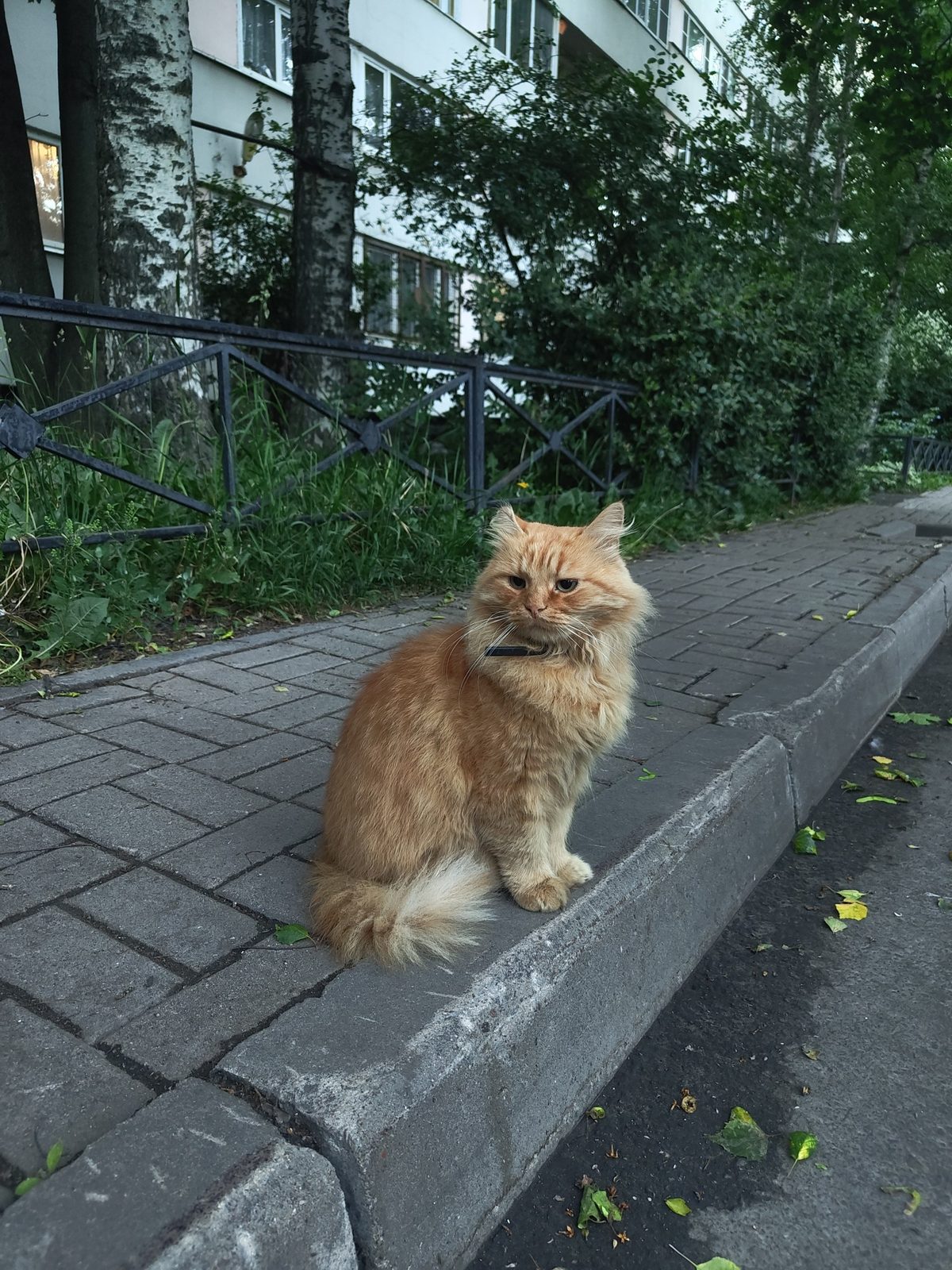 Found Cat in Leeds, England — listing photo