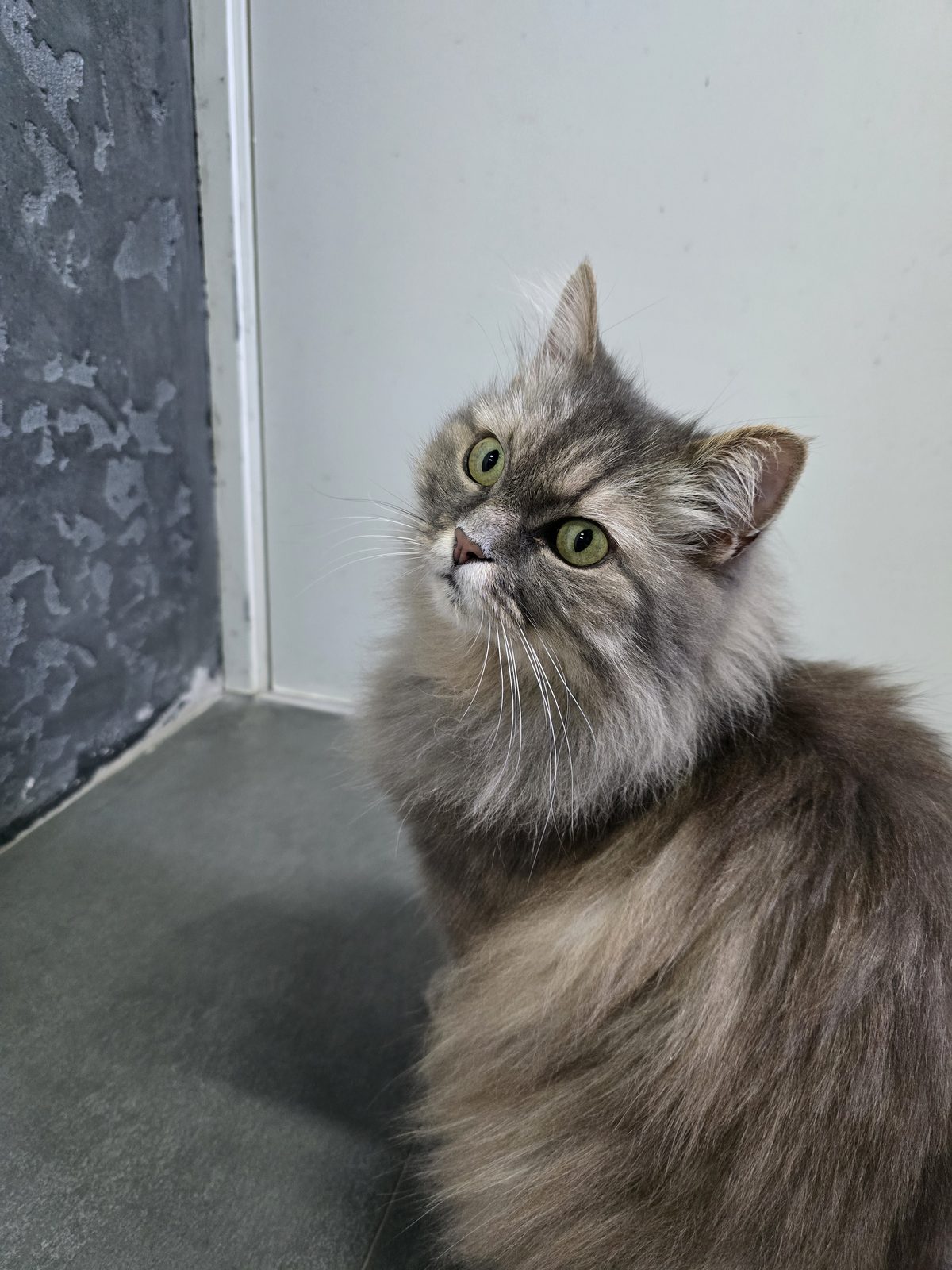 Found Cat in Manchester, England — listing photo