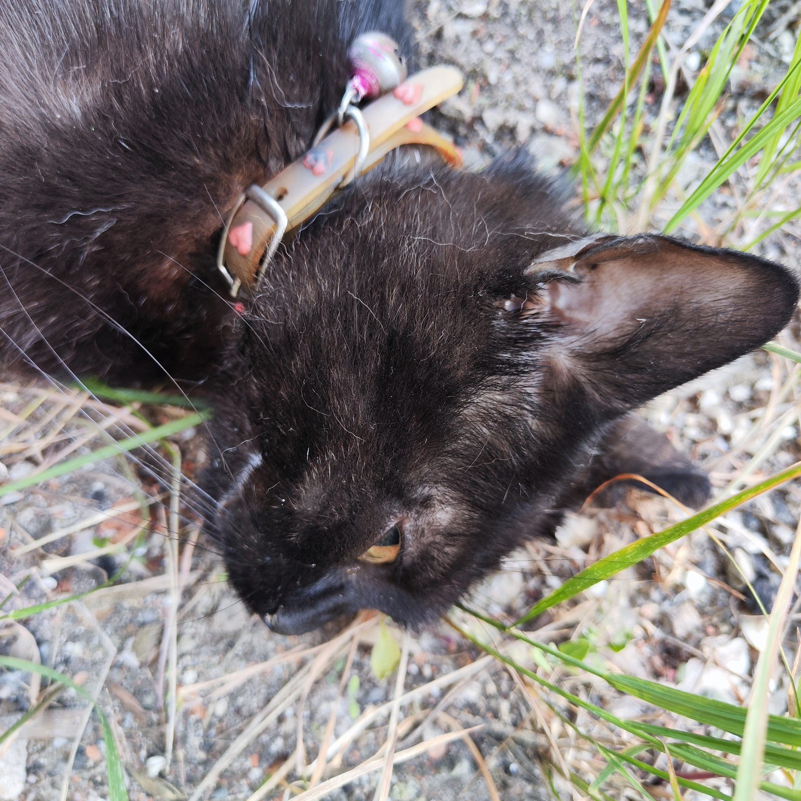 Found Cat in Plymouth, England — listing photo