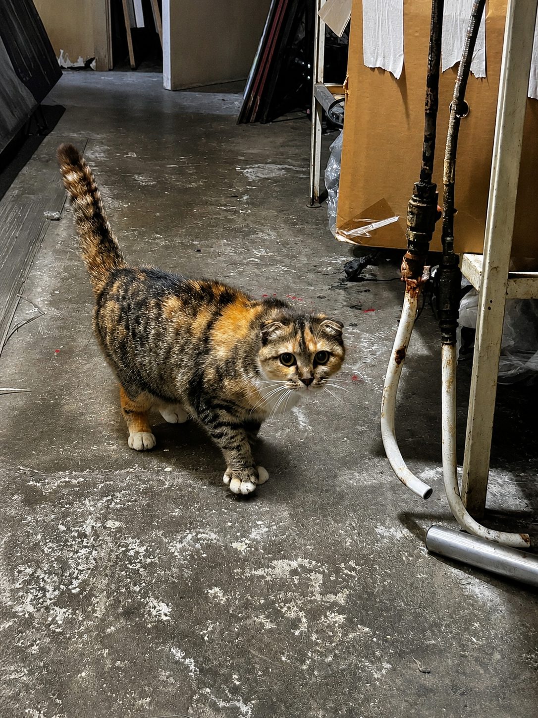 Found Cat in Oxford, England — listing photo