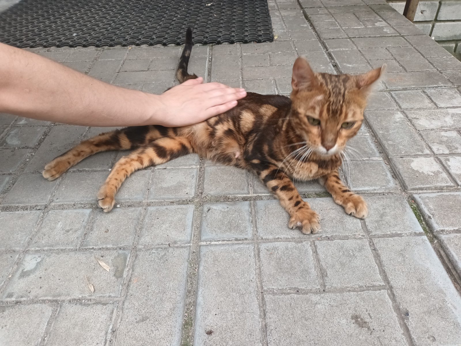 Found Cat in Edinburgh, Scotland — listing photo