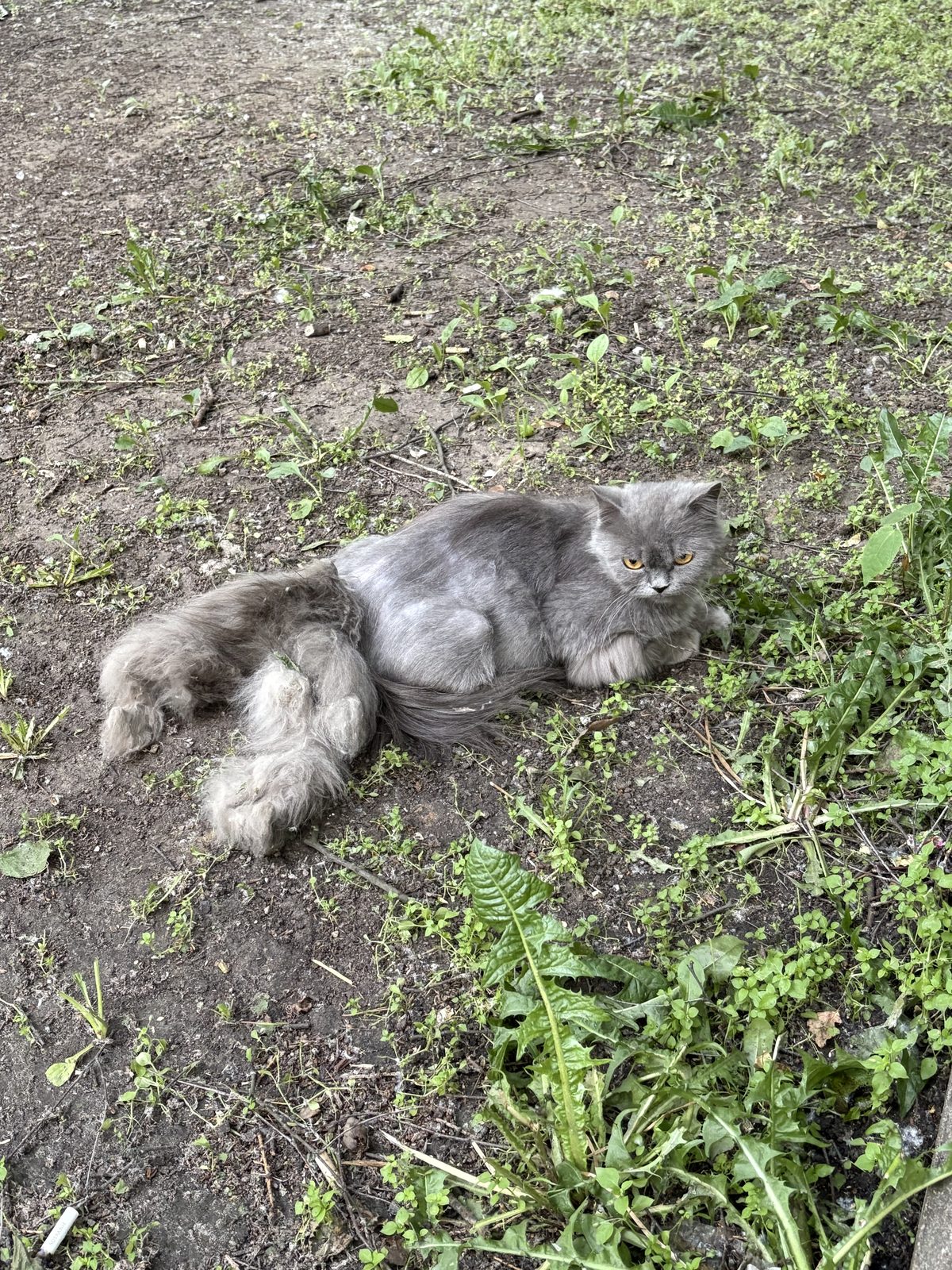 Found Cat in Leeds, England — Cat found safe