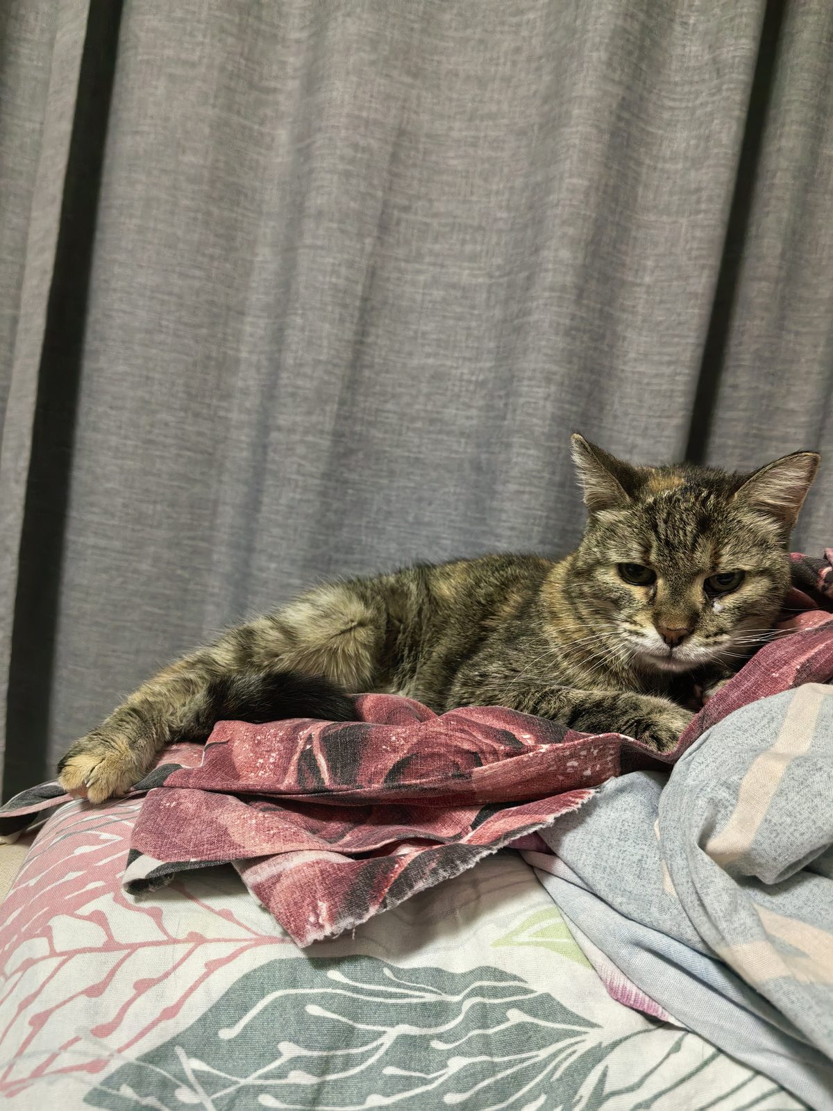 Lost Cat in Aberdeen, Scotland — listing photo