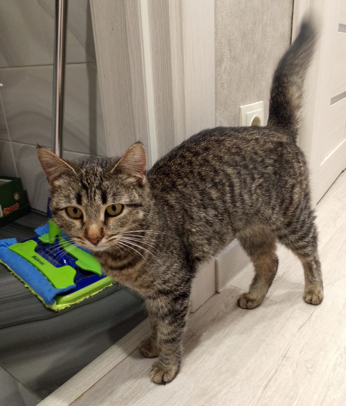 Found Cat in Bradford, England — listing photo