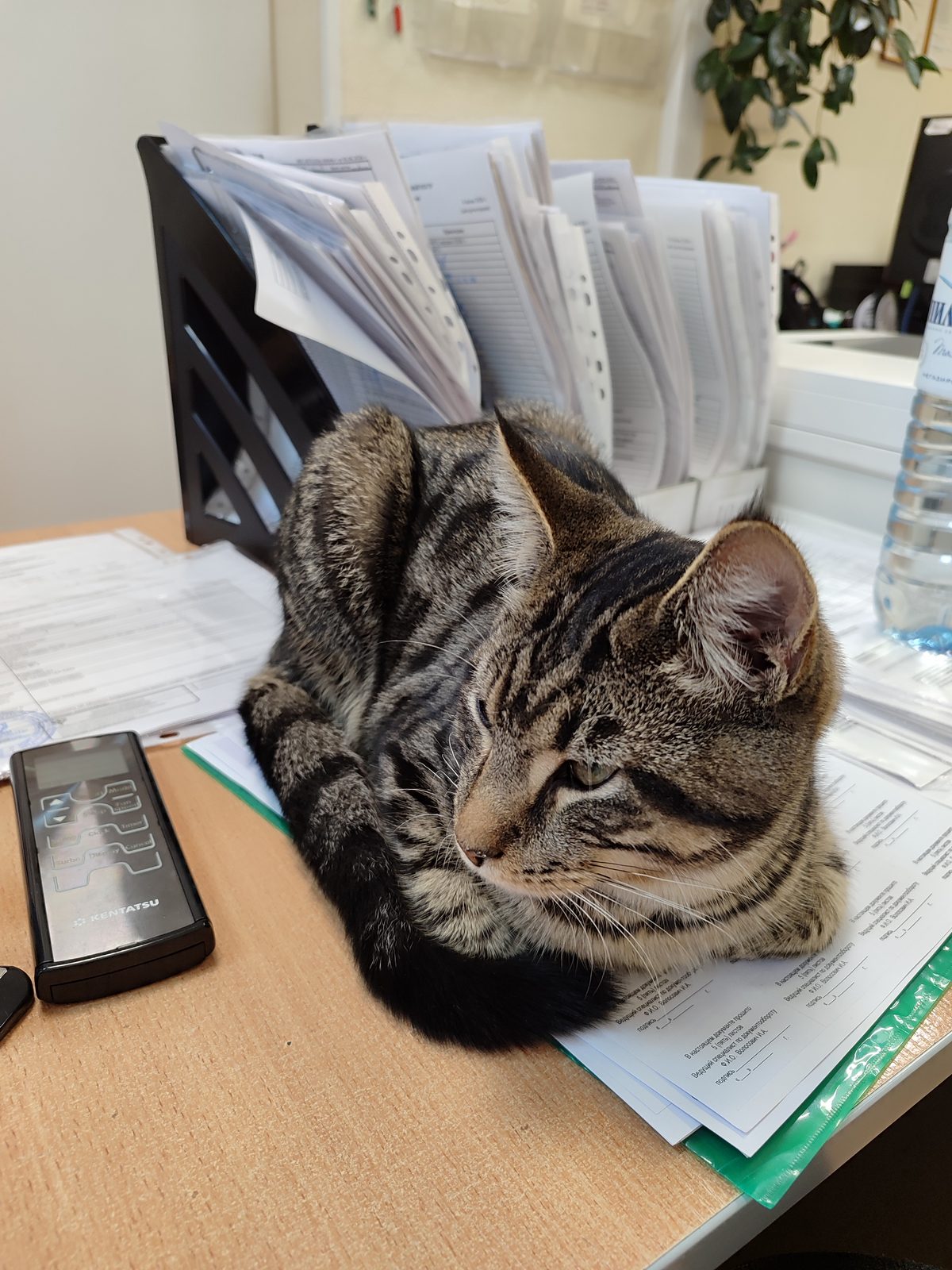 Found Cat in Norwich, England — Cat found safe