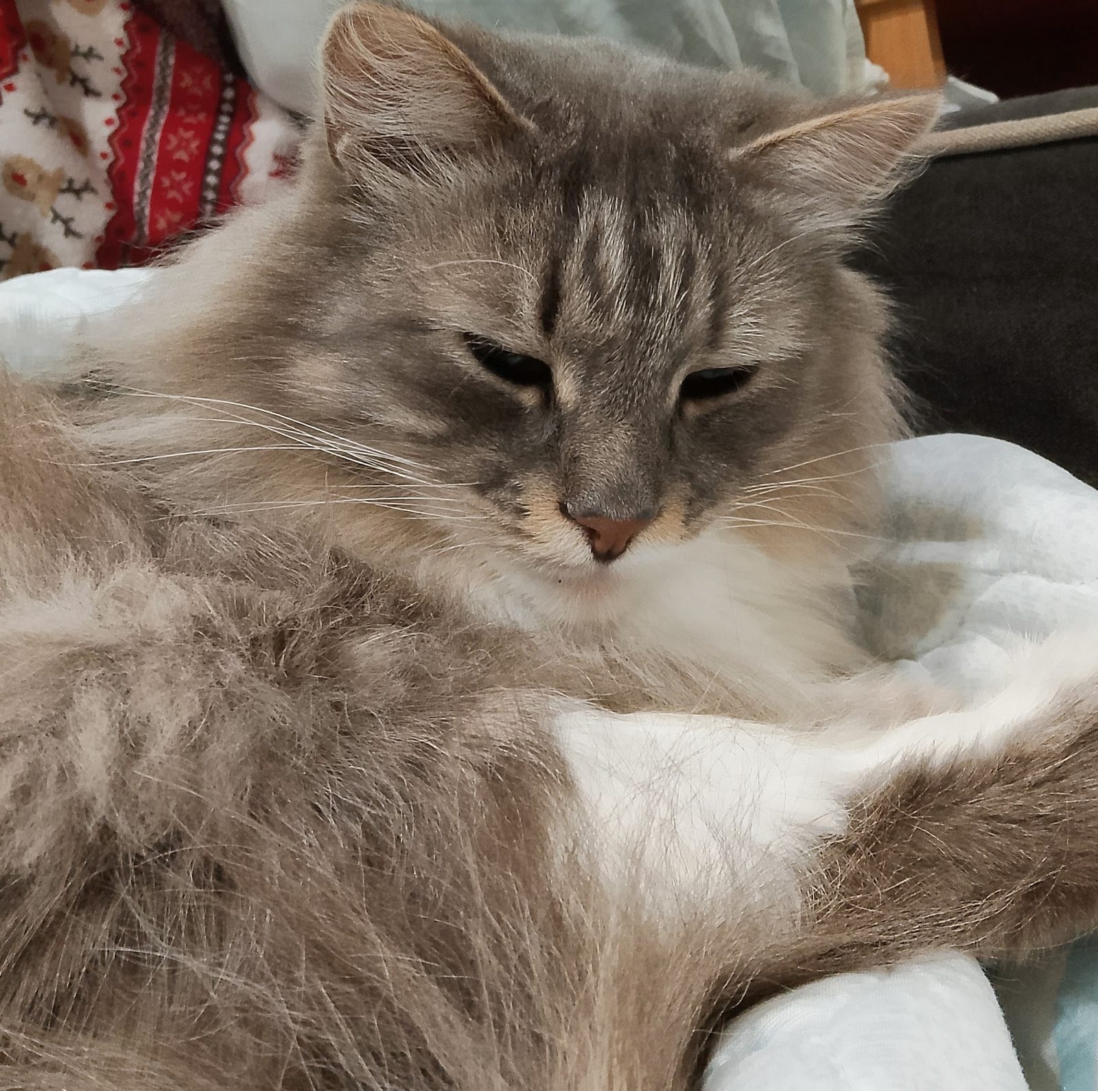 Lost Cat in Swansea, Wales — listing photo