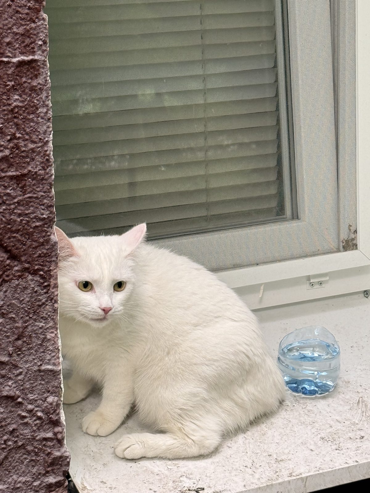 Found Cat in Belfast, Northern Ireland — listing photo