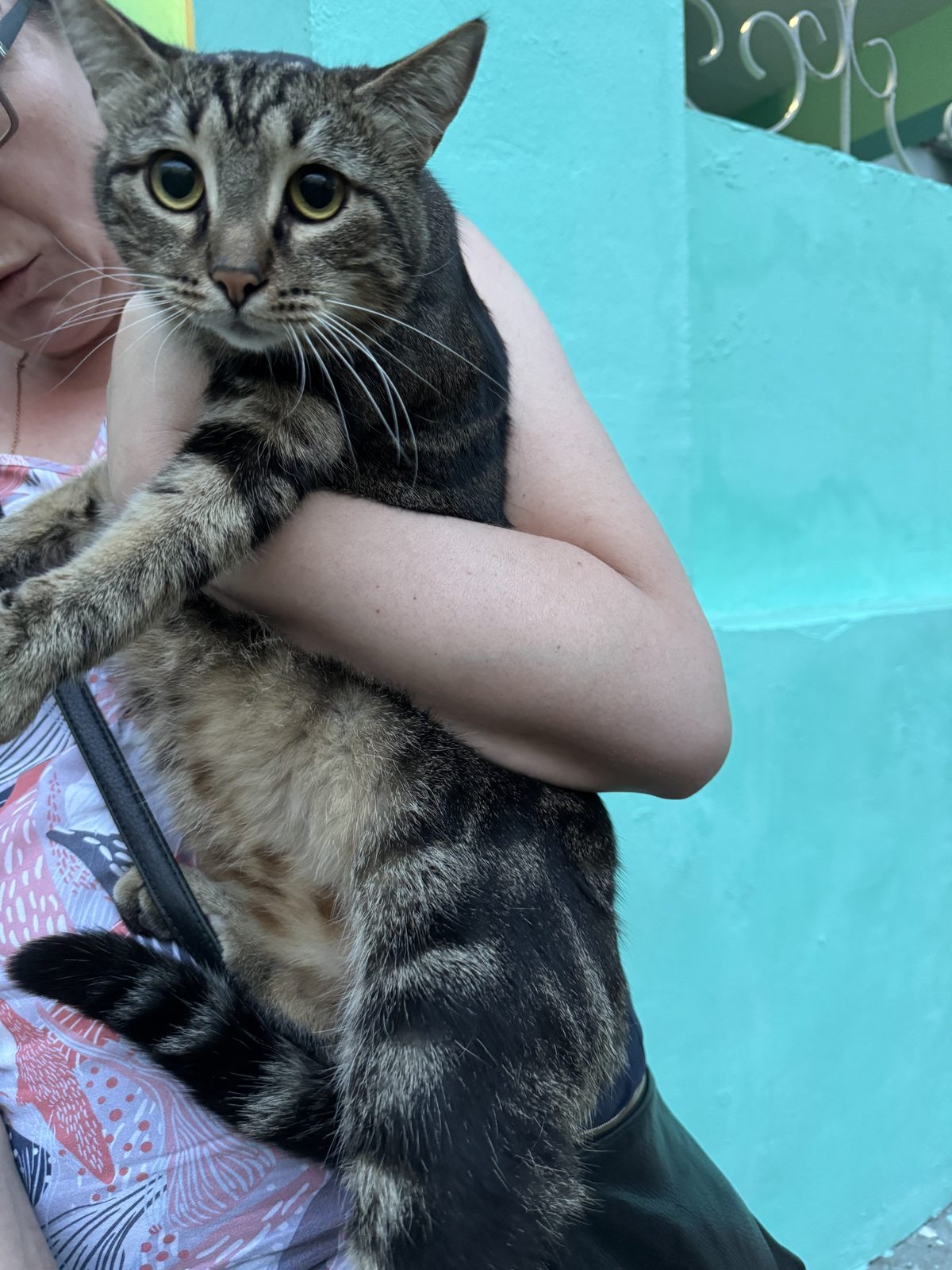 Found Cat in Nottingham, England — listing photo