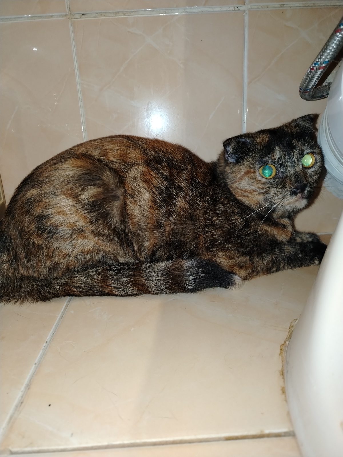 Found Cat in Reading, England — listing photo