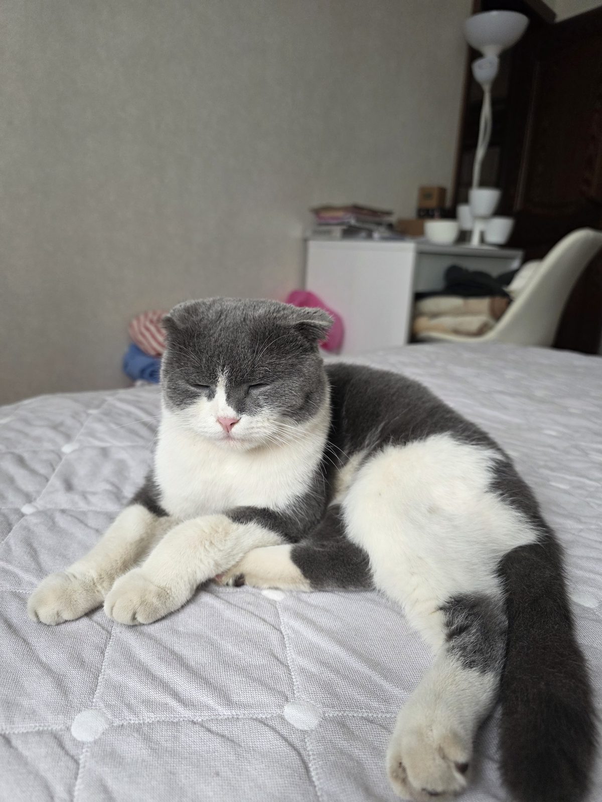 Found Cat in Edinburgh, Scotland — listing photo