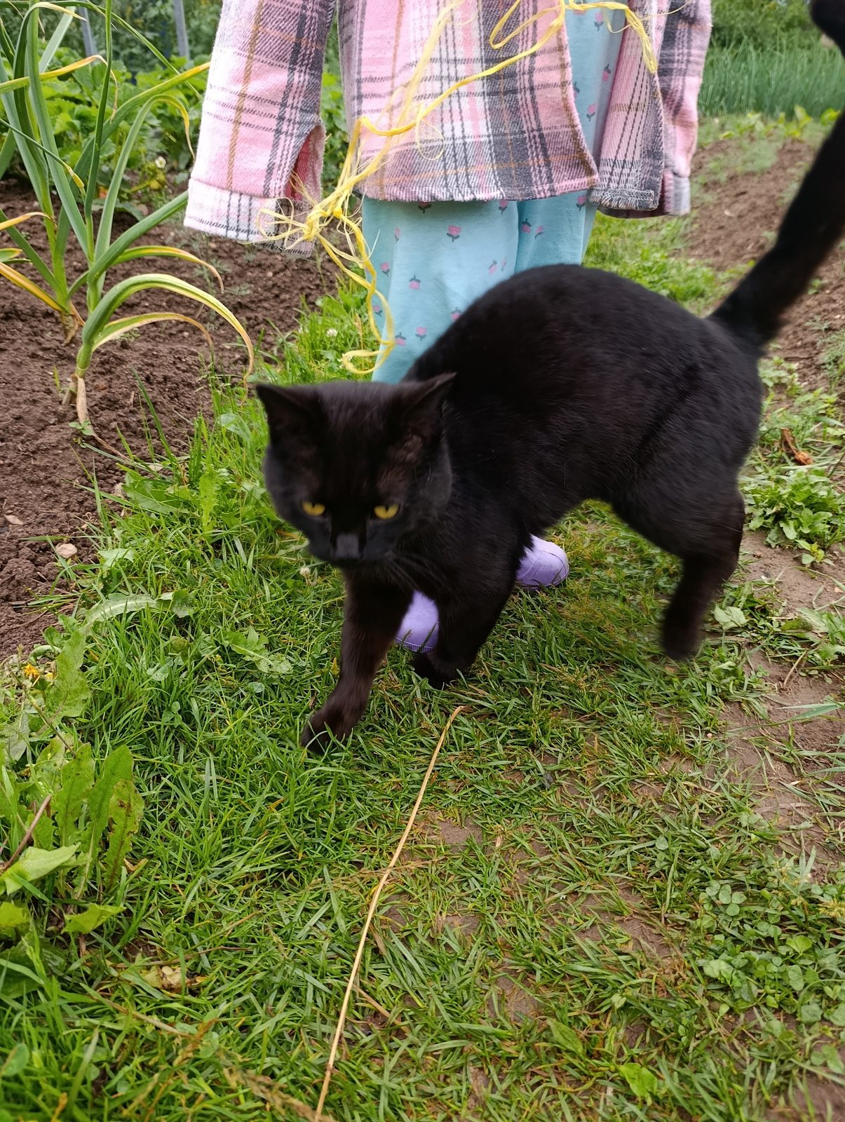 Found Cat in Manchester, England — listing photo