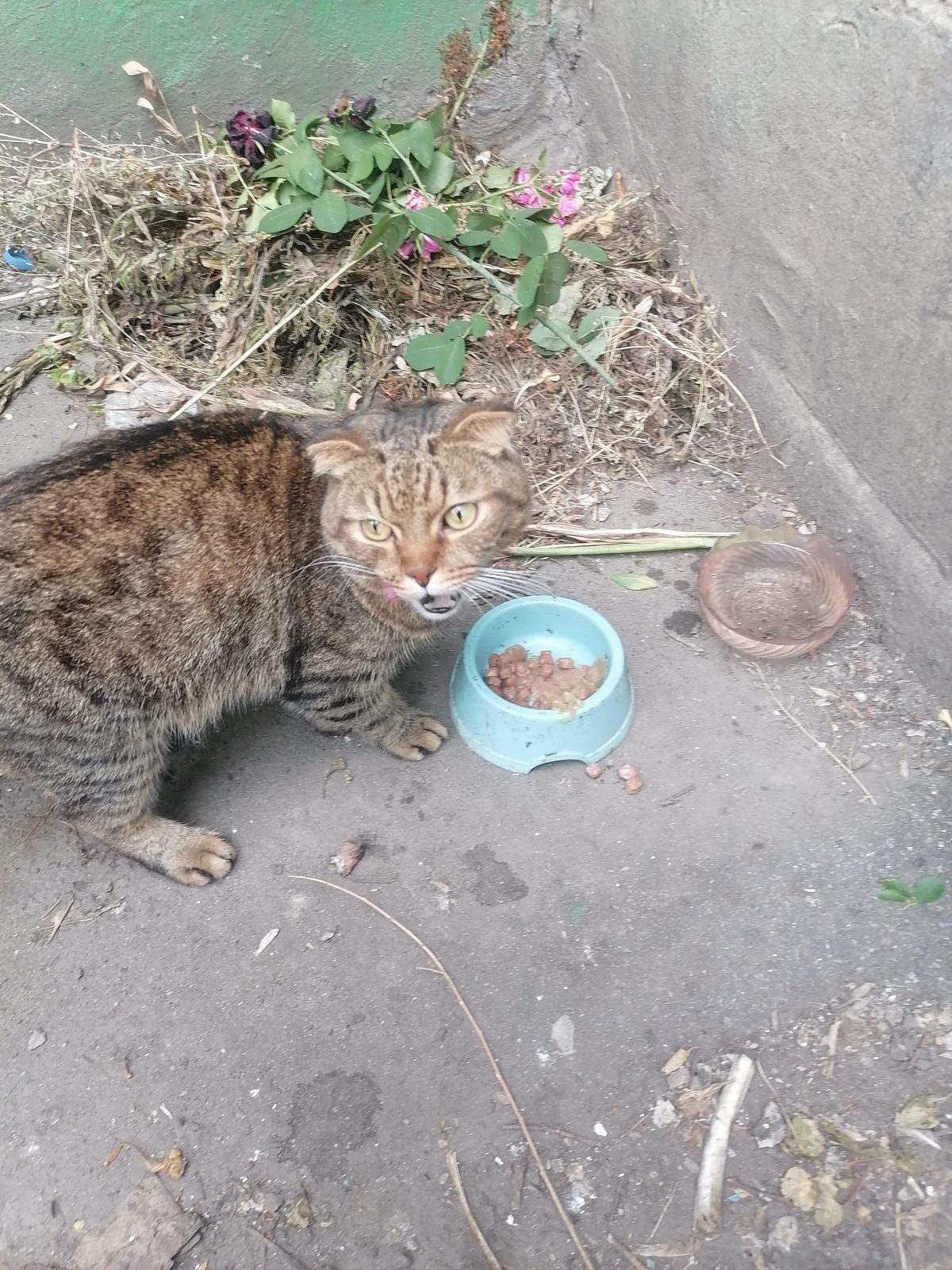 Found Cat in Brighton, England — listing photo
