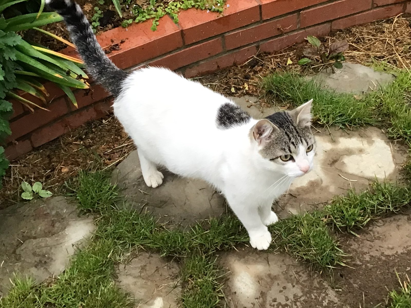 Found Cat in Coventry, England — listing photo