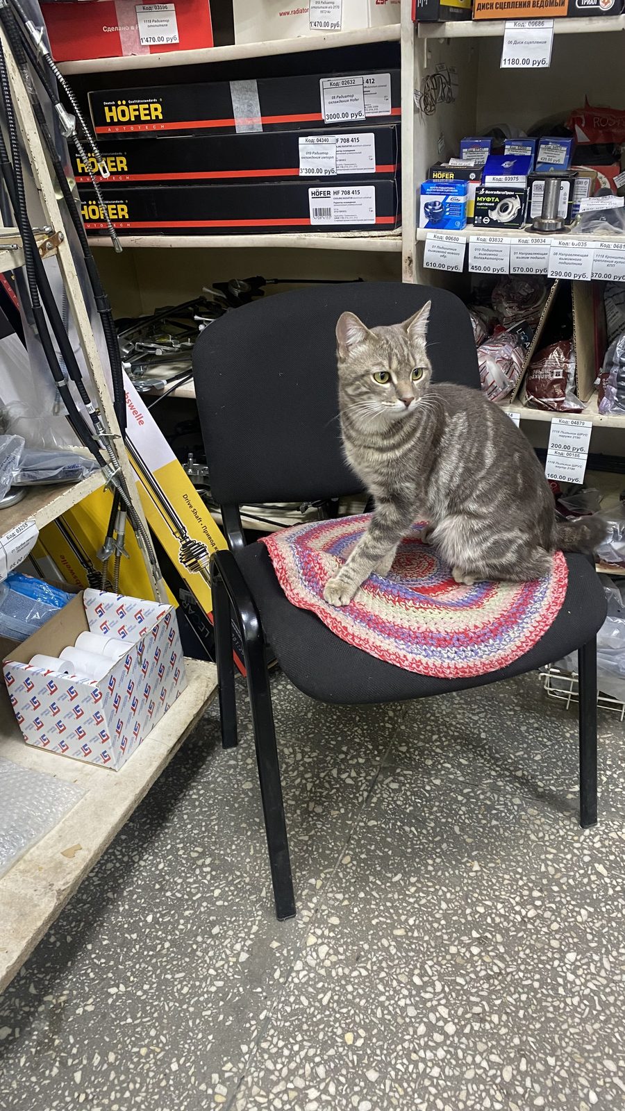 Found Cat in Manchester, England — listing photo