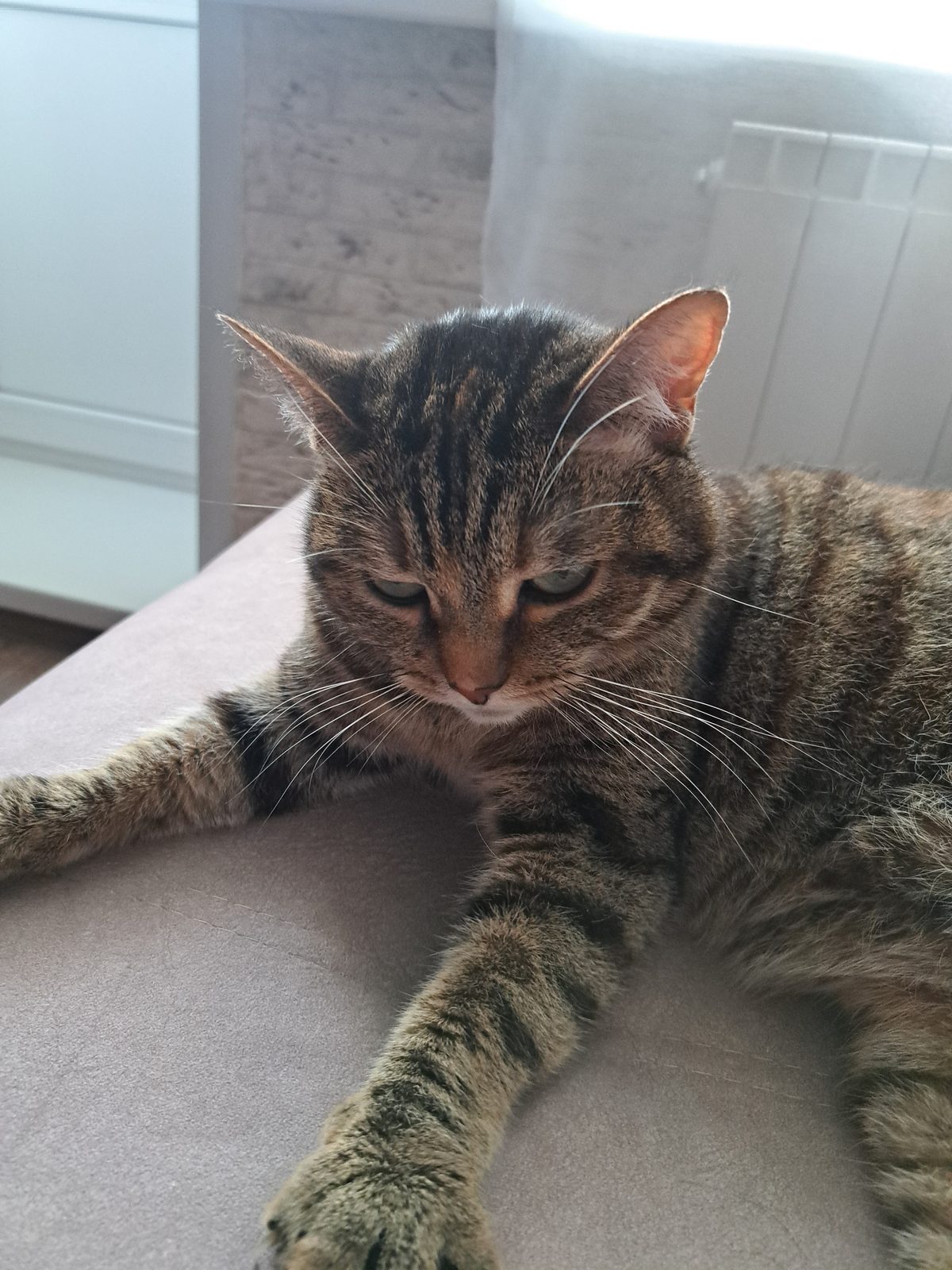 Found Cat in Portsmouth, England — listing photo