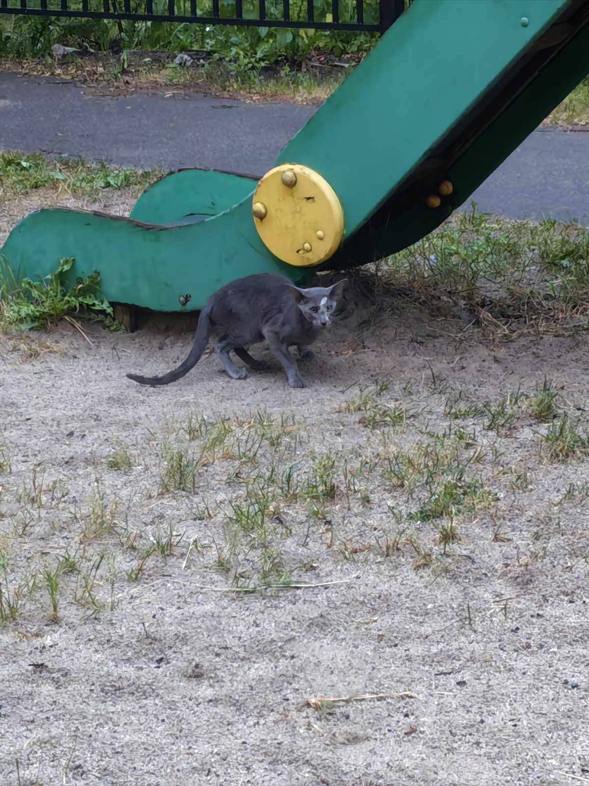 Found Cat in Belfast, Northern Ireland — Cat found safe