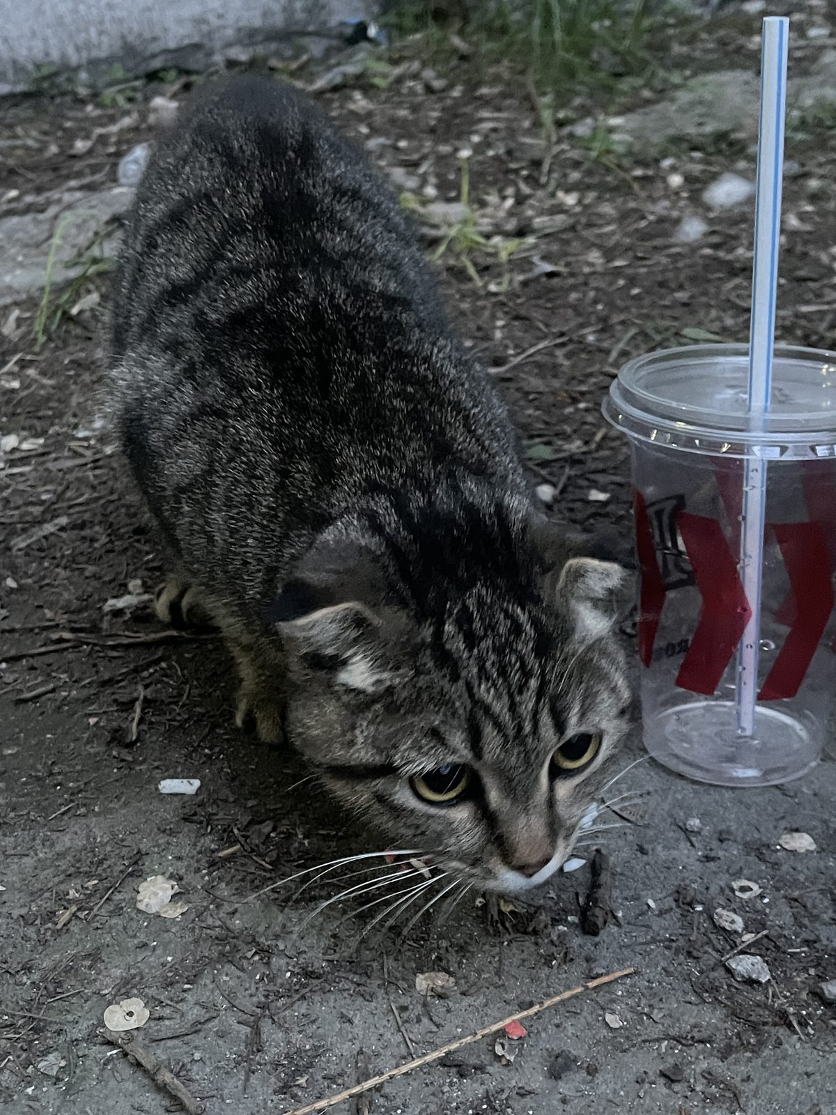 Found Cat in Reading, England — Cat found safe
