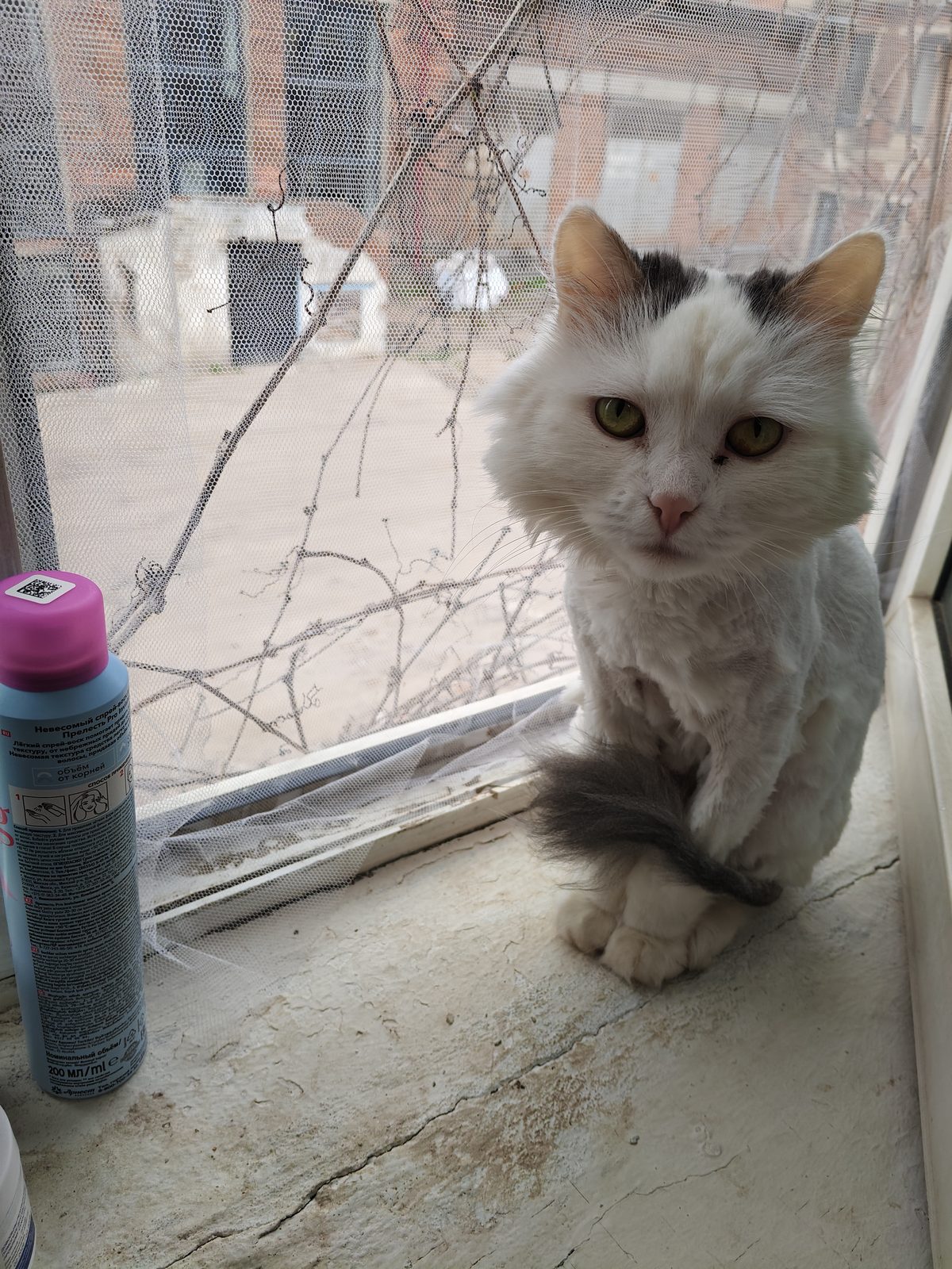 Lost Cat in Newcastle upon Tyne, England — listing photo