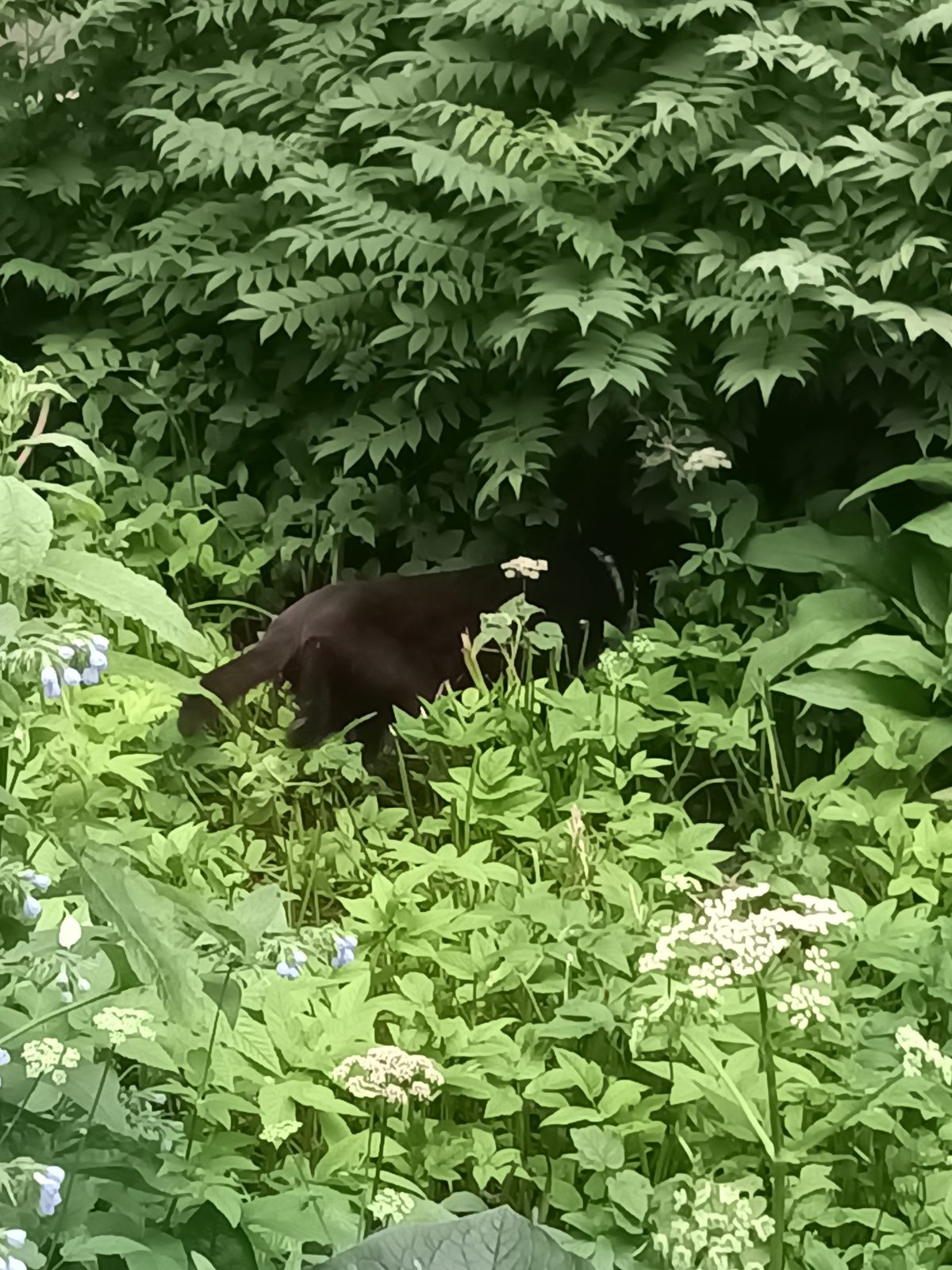 Found Cat in Glasgow, Scotland — Cat found safe