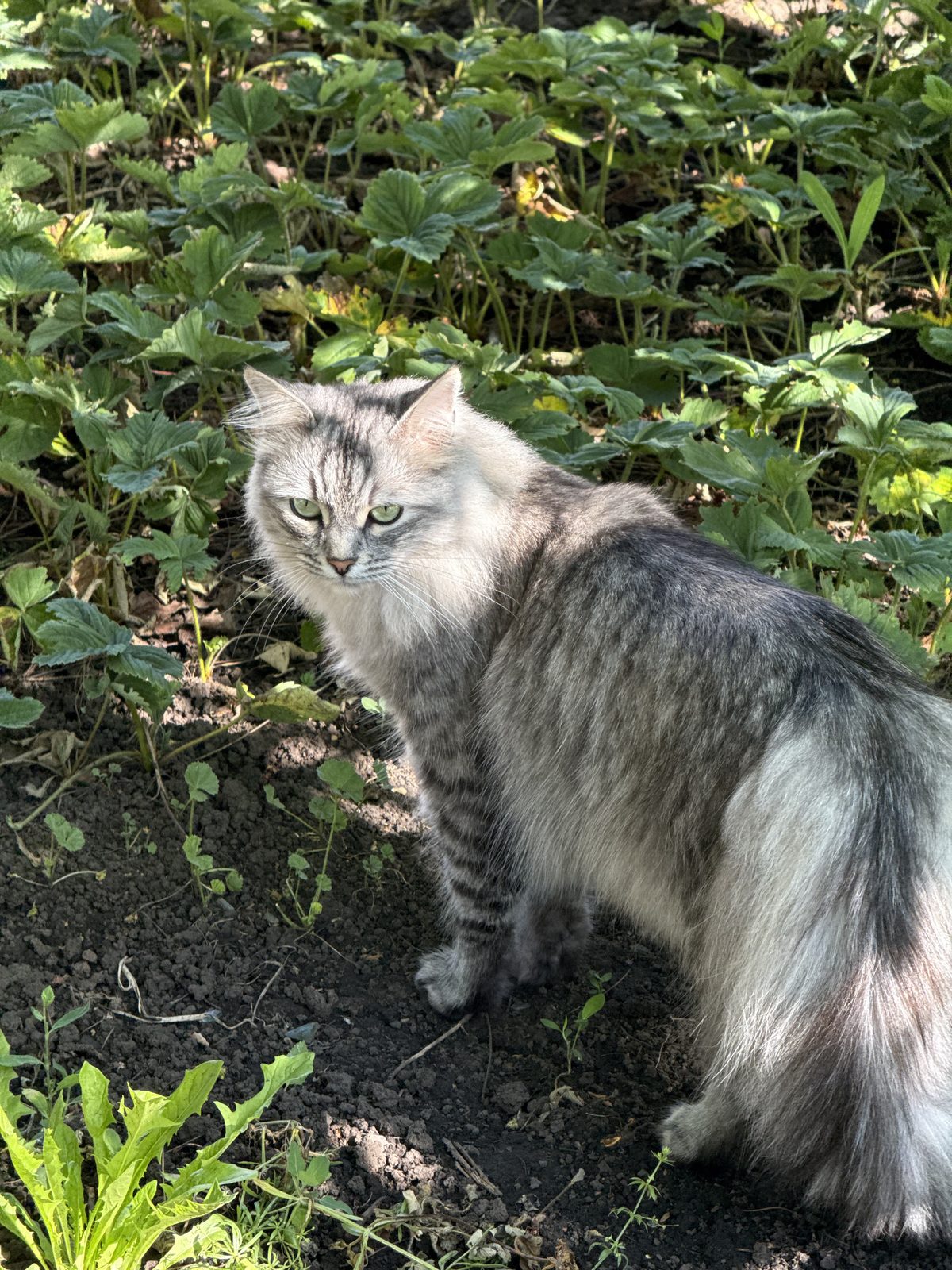 Lost Cat in Leeds, England — listing photo