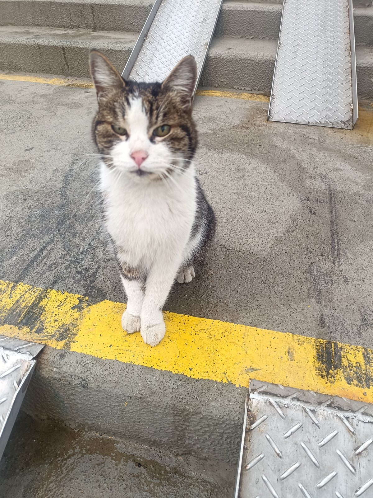 Found Cat in Coventry, England — listing photo