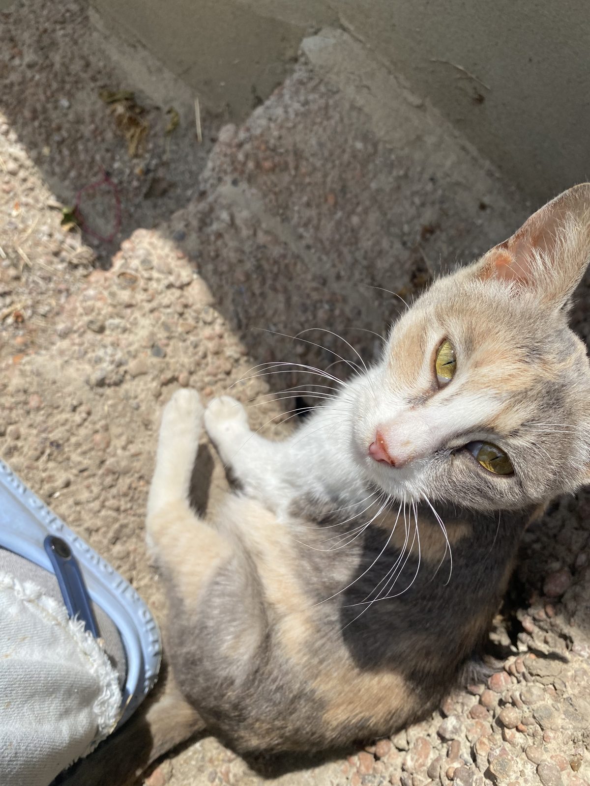 Lost Cat in Stoke-on-Trent, England — listing photo