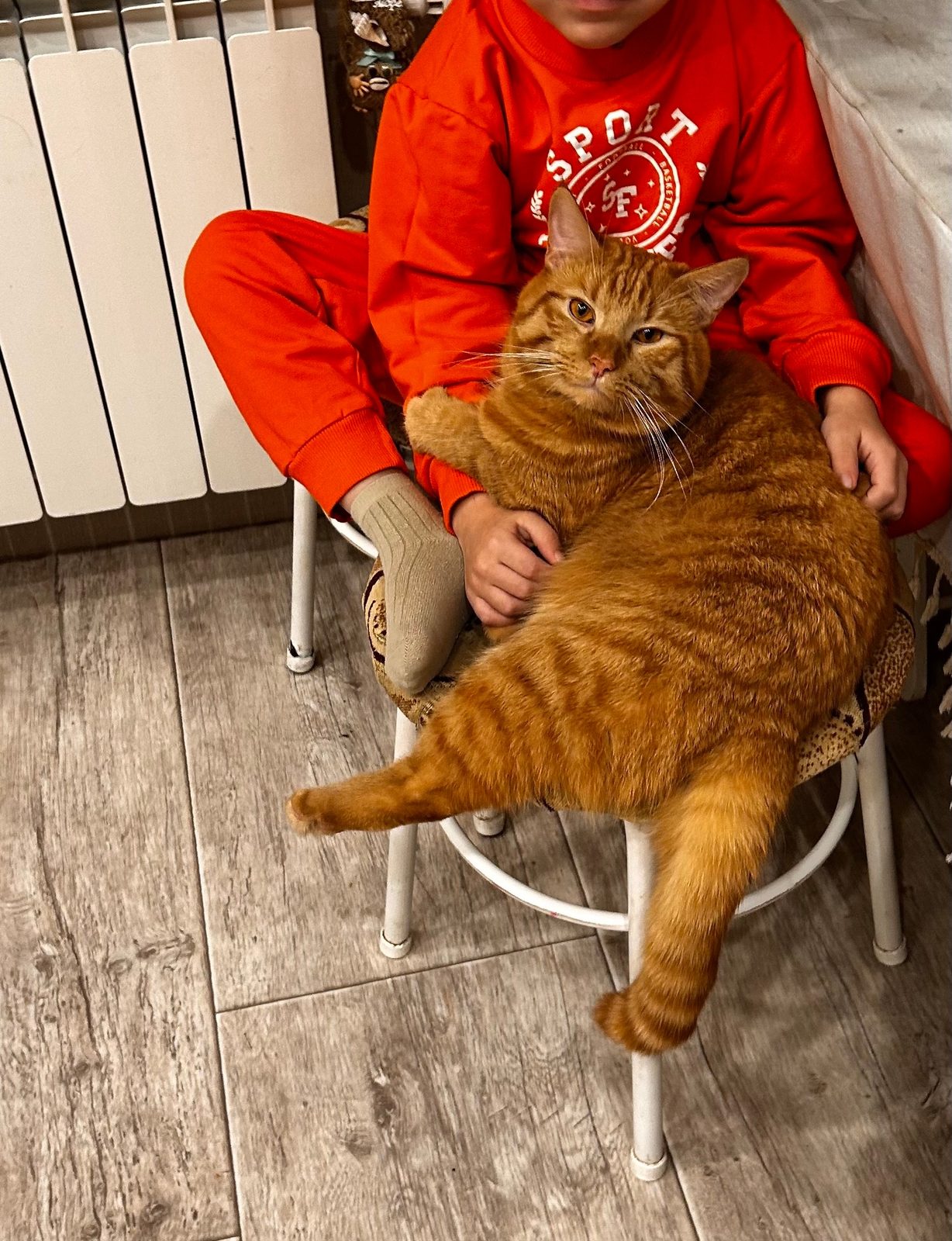 Lost Cat in Leicester, England — listing photo