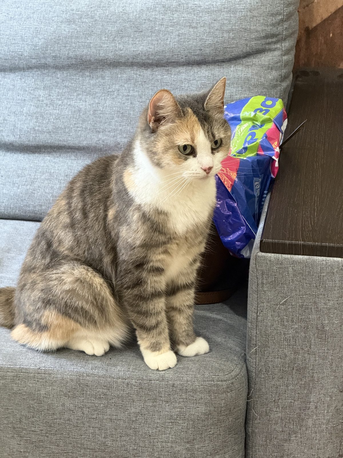 Found Cat in Belfast, Northern Ireland — Cat found safe