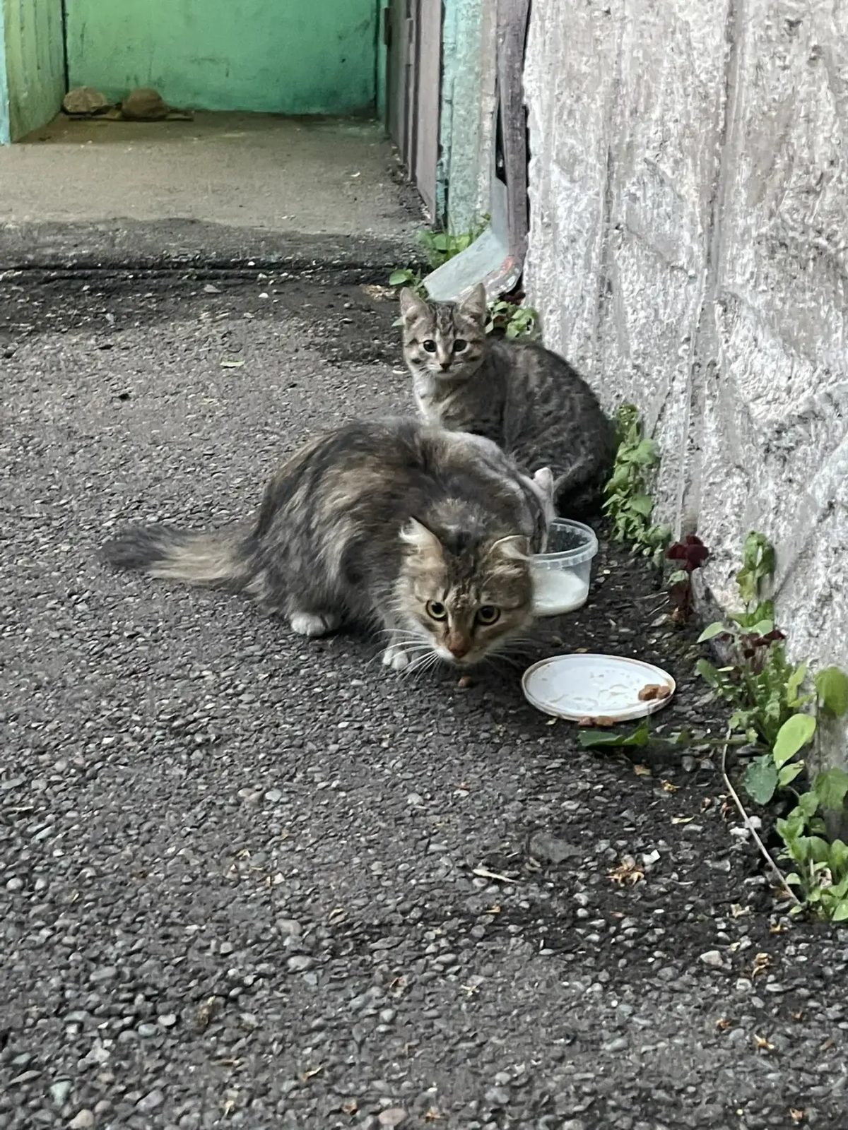 Found Cat in Cambridge, England — listing photo