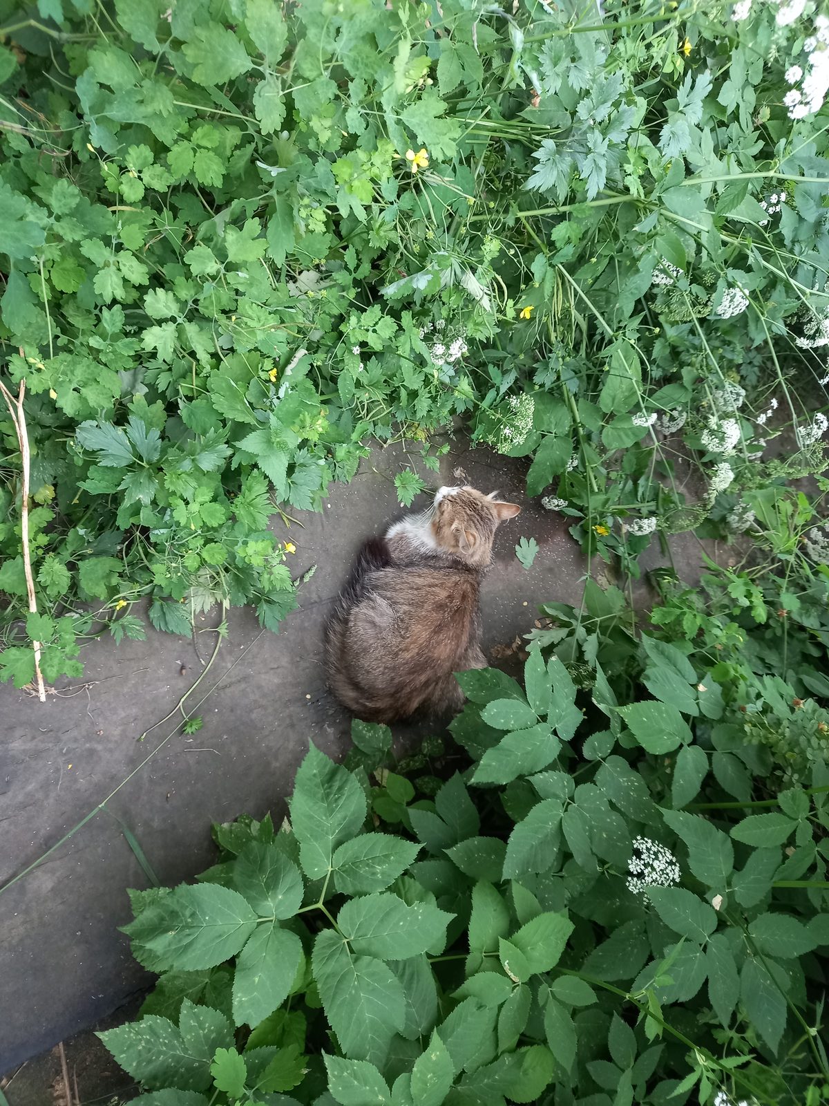 Found Cat in Bristol, England — listing photo