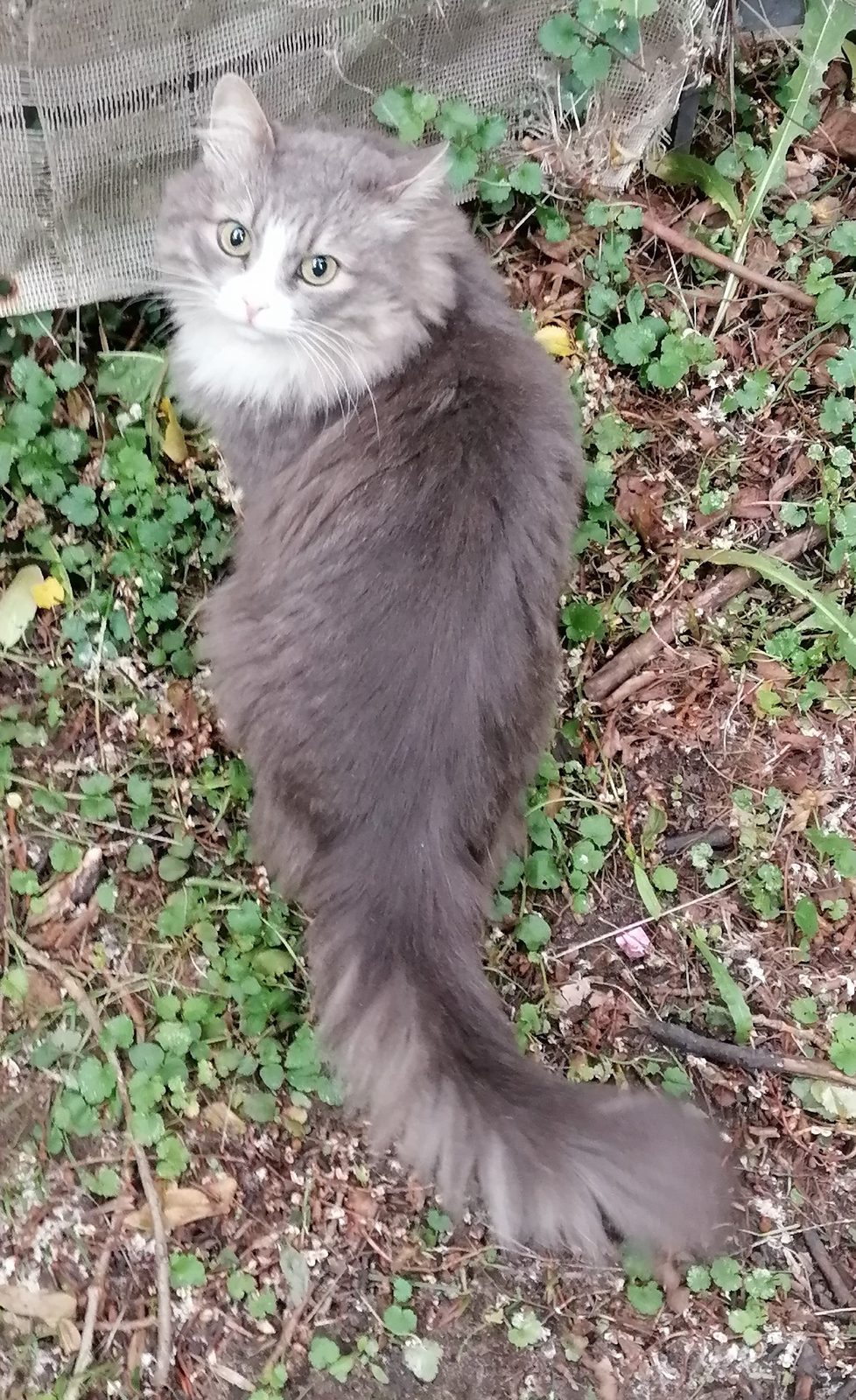 Found Cat in London, England — listing photo