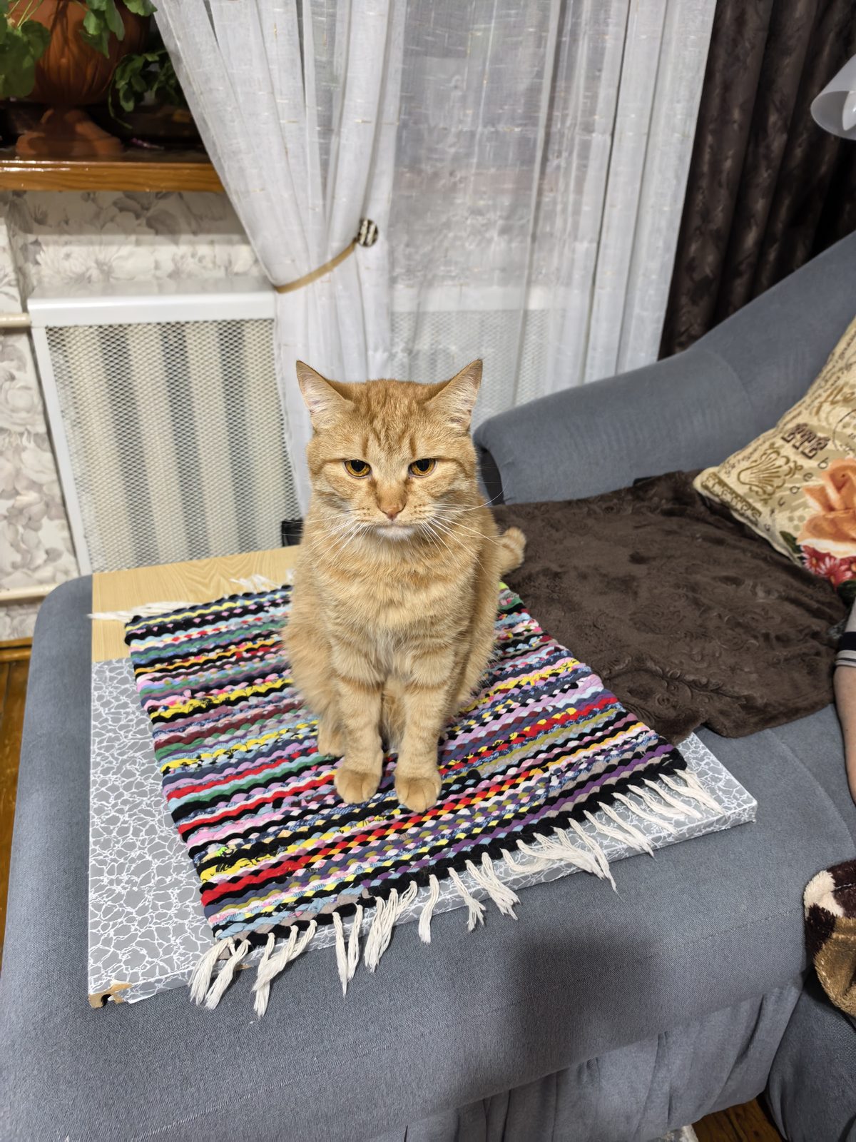 Lost Cat in Stoke-on-Trent, England — listing photo