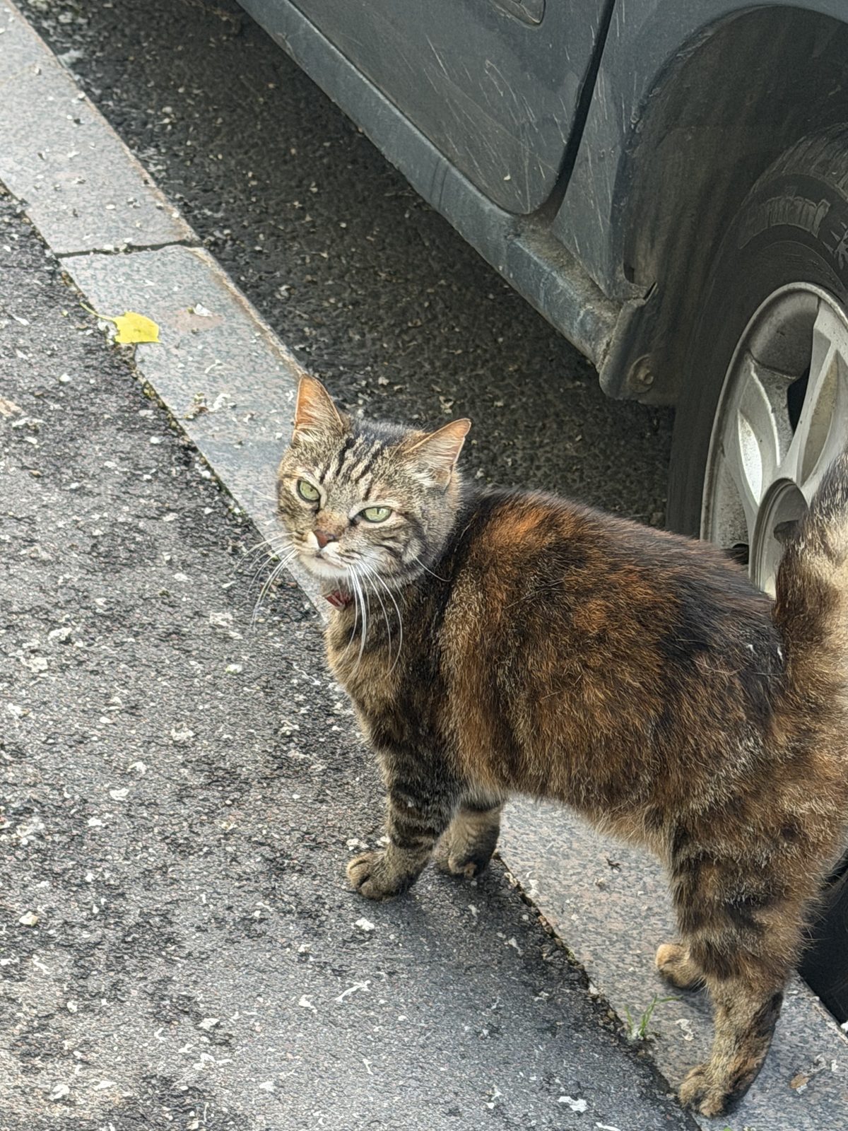 Found Cat in Cardiff, Wales — listing photo