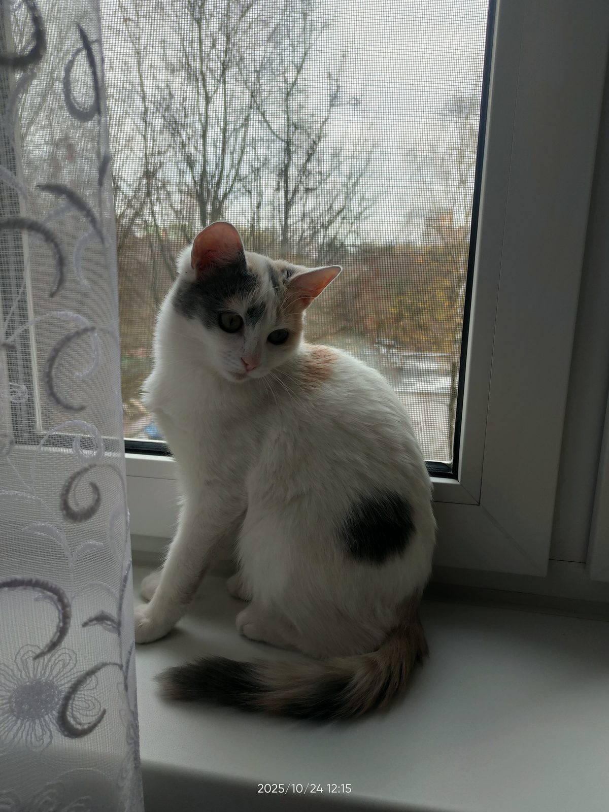 Lost Cat in Brighton, England — listing photo